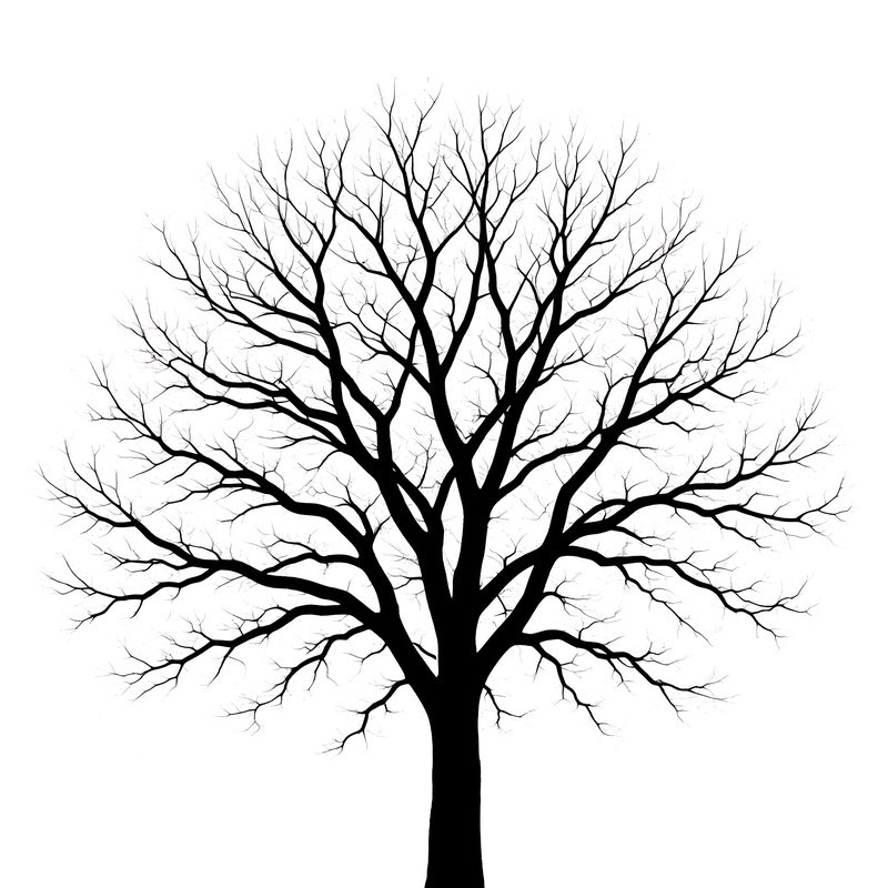 A Bare Tree Silhouette Tree Silhouette