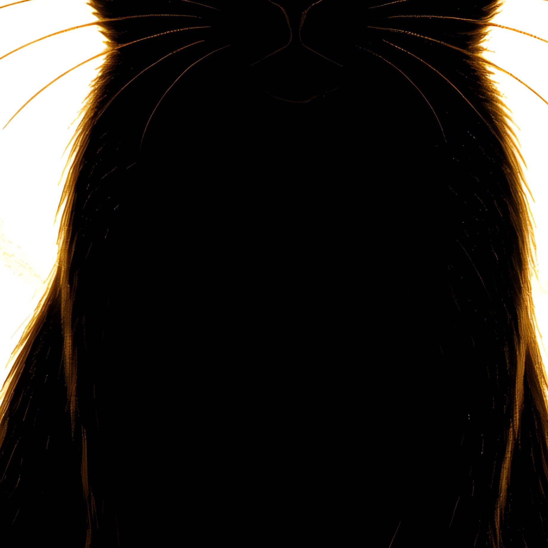 A Black Cat Black Cat Halo Effect - Full Resolution Quality Preview