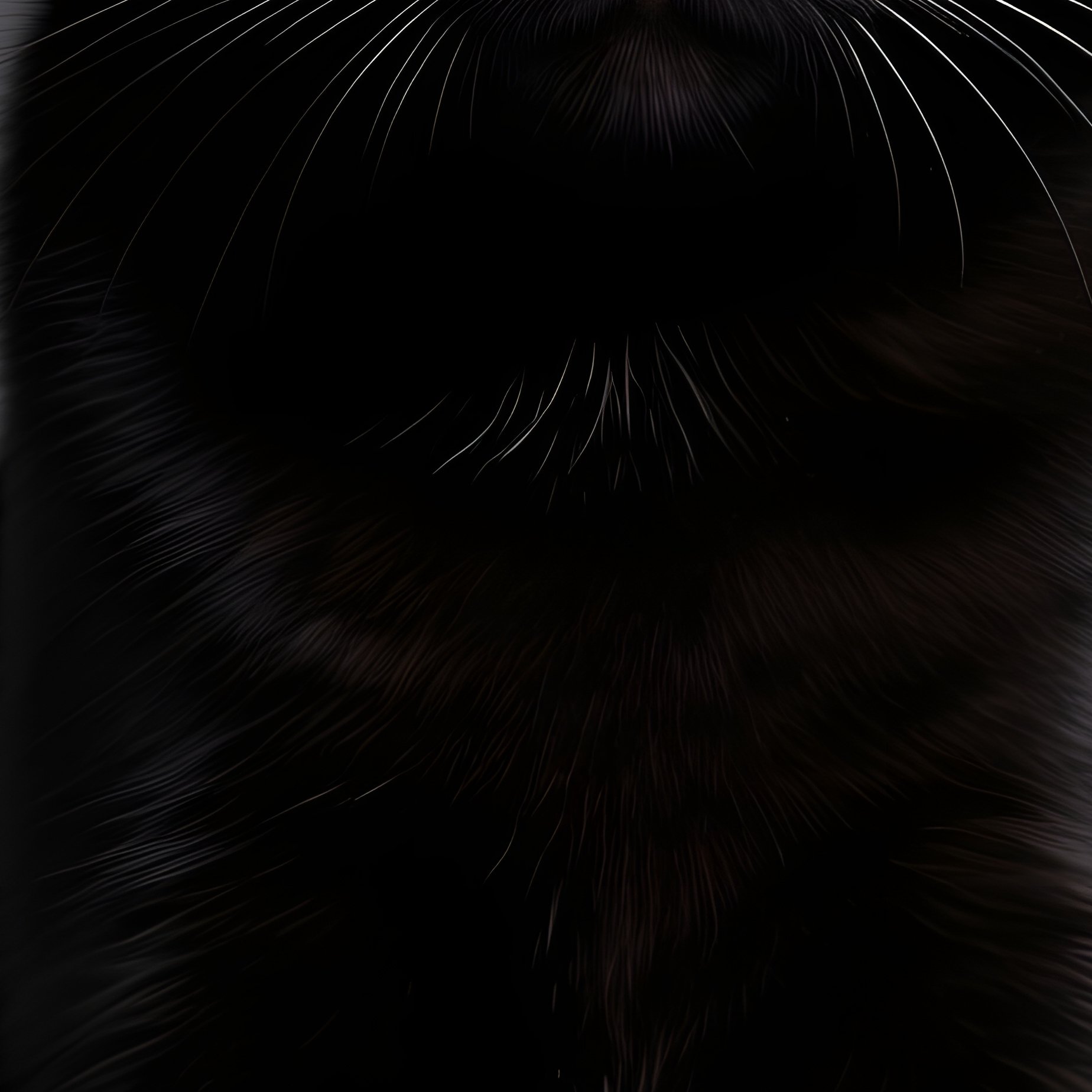 A Black Cat Black Cat Orange Eyes - Full Resolution Quality Preview