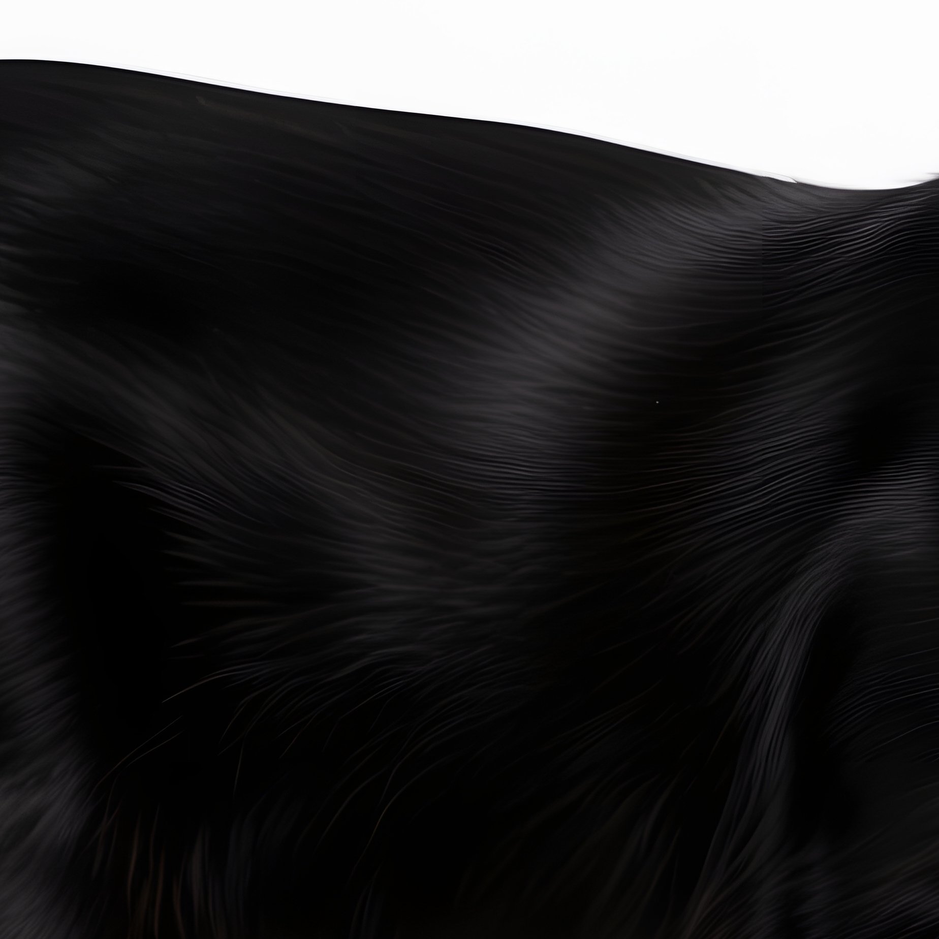 A Black Cat Black Cat Yellow Eyes - Full Resolution Quality Preview