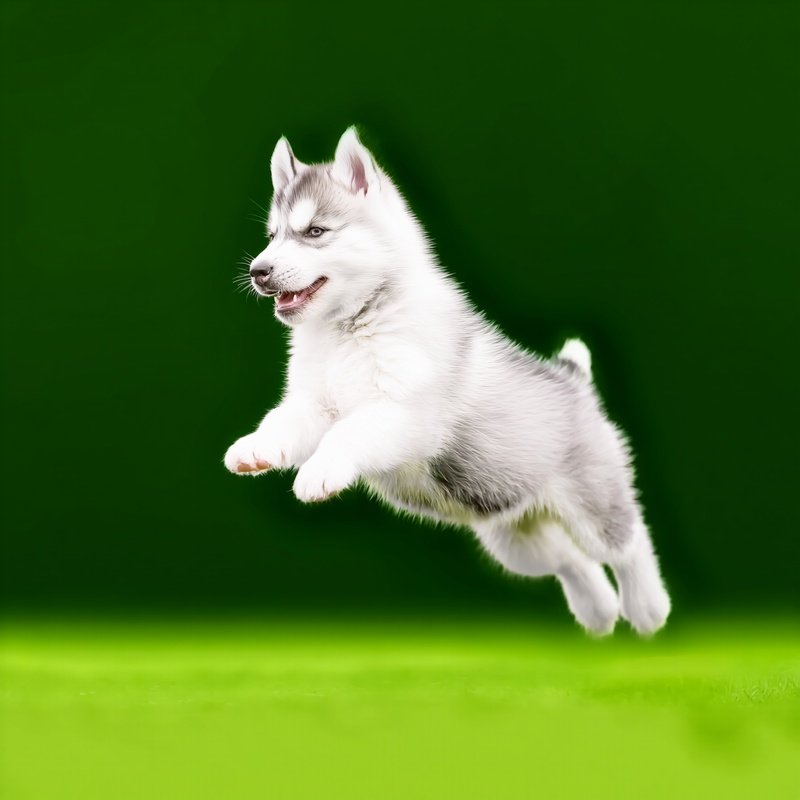 A Cute Puppy Husky Dog Playing Outdoors