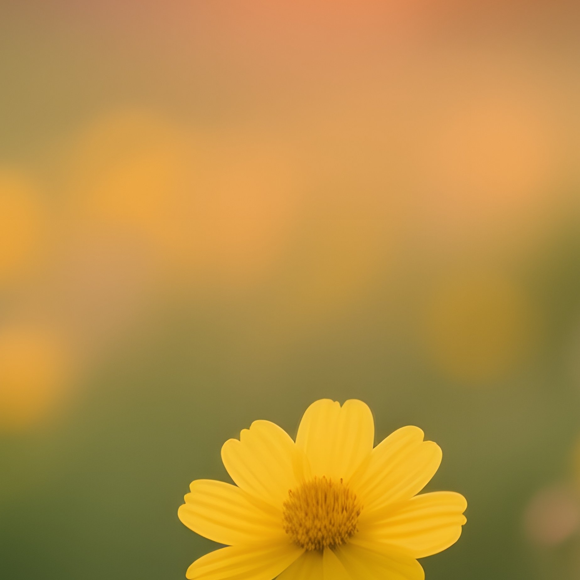 A Field Of Yellow Flowers At Sunset Nature Sunset - Full Resolution Quality Preview