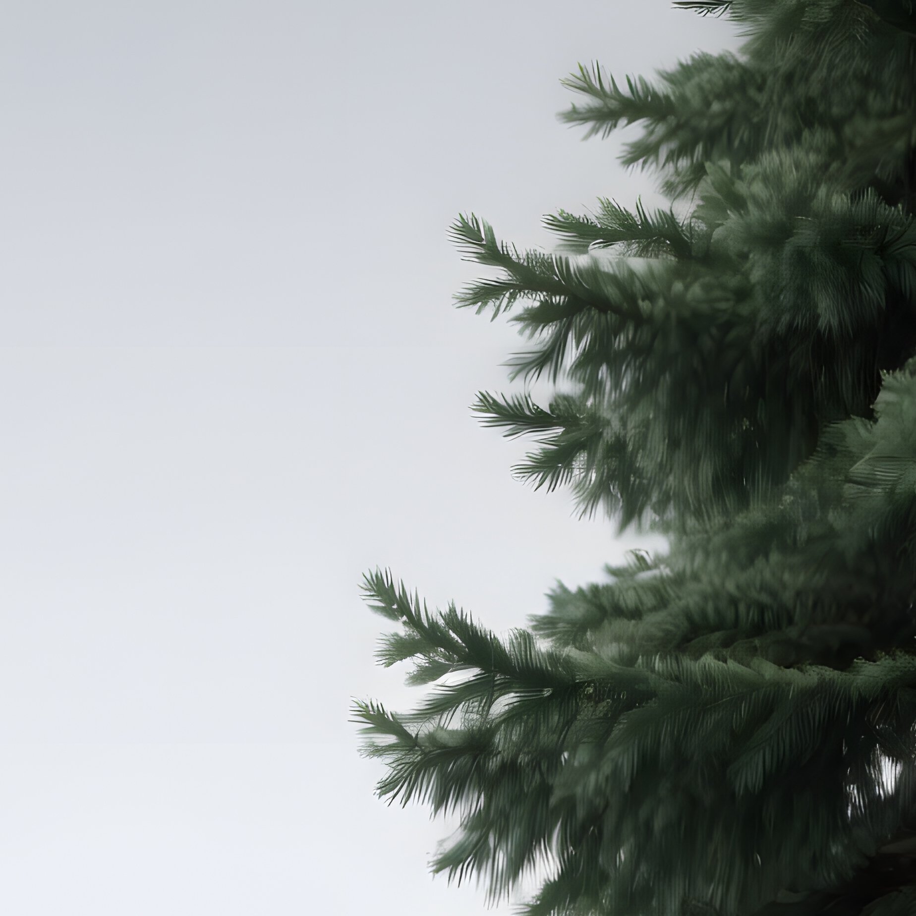 A Large Evergreen Tree Evergreen Tree - Full Resolution Quality Preview