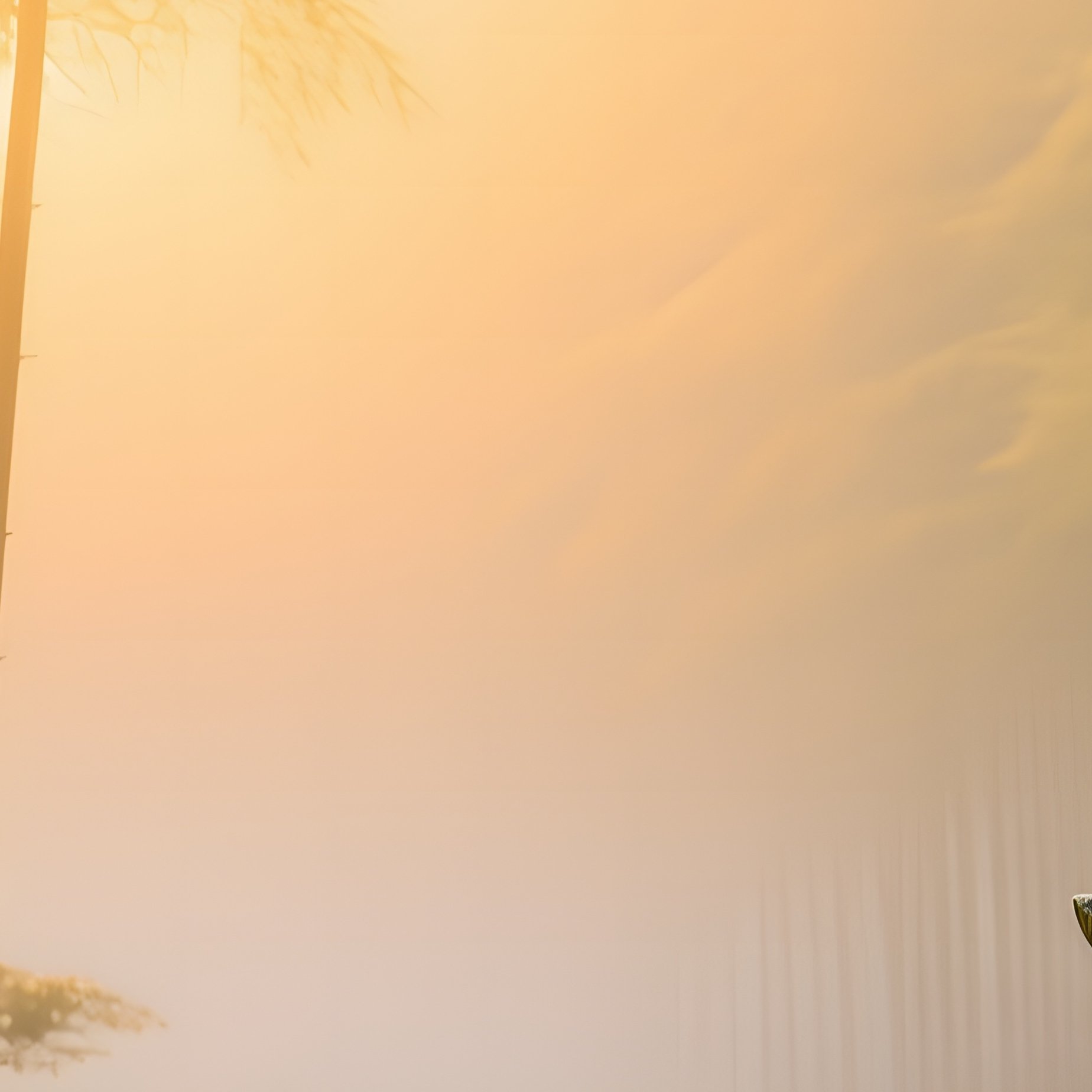 A Misty Sunrise Over A Bamboo Forest In Kyoto, Golden Light Filtering Through Slender Trunks And - Full Resolution Quality Preview