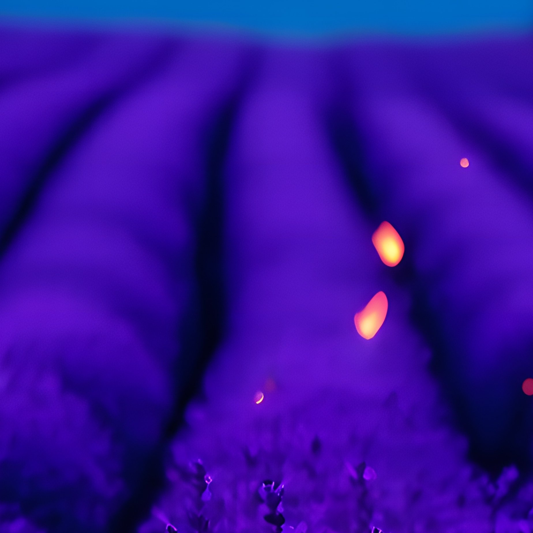 A Moonlit Night In A Lavender Field, Rows Of Purple Blooms Glowing Softly Under Silvery Lunar - Full Resolution Quality Preview
