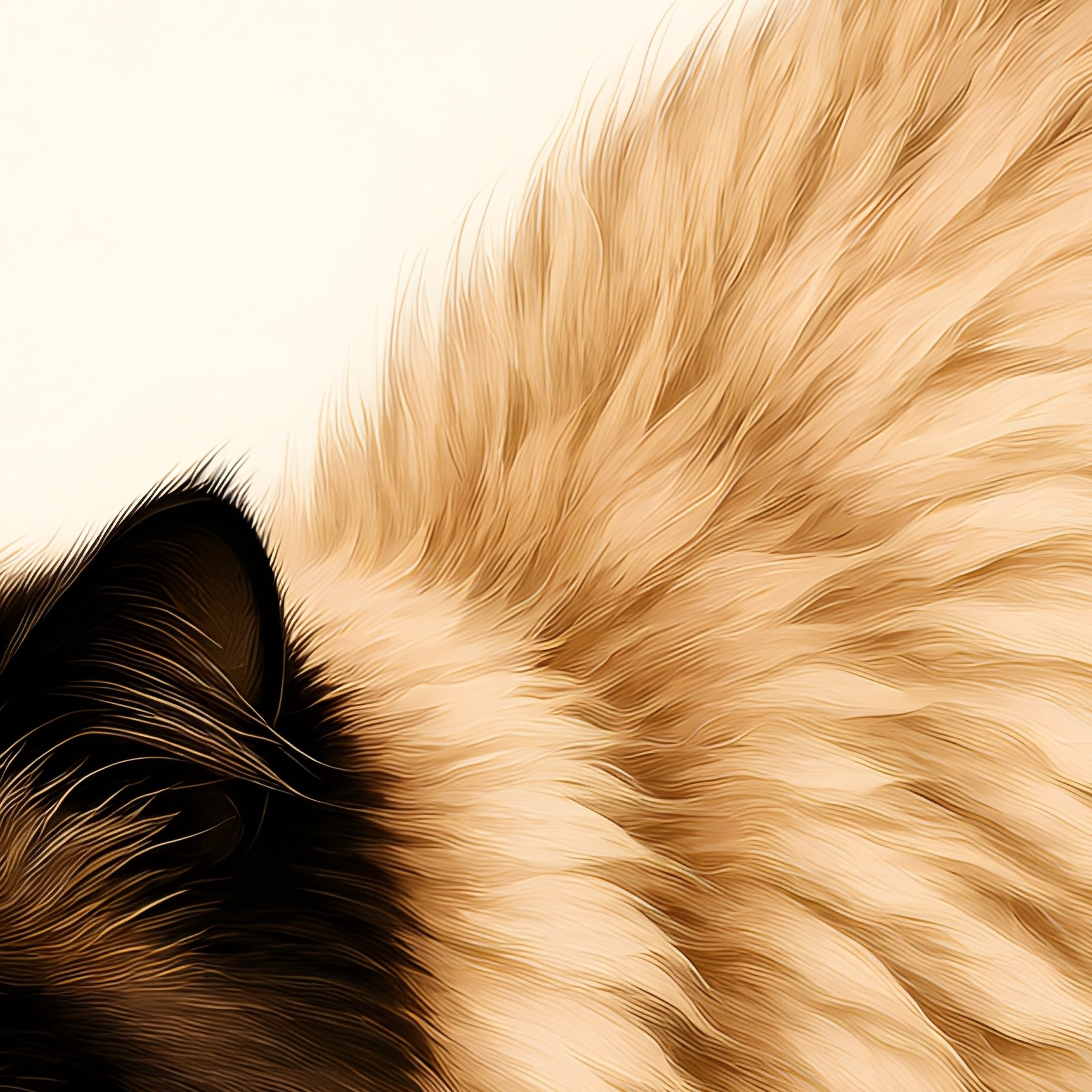 A Persian Cat Stretching With An Arched Back In Scientific Research - Full Resolution Quality Preview