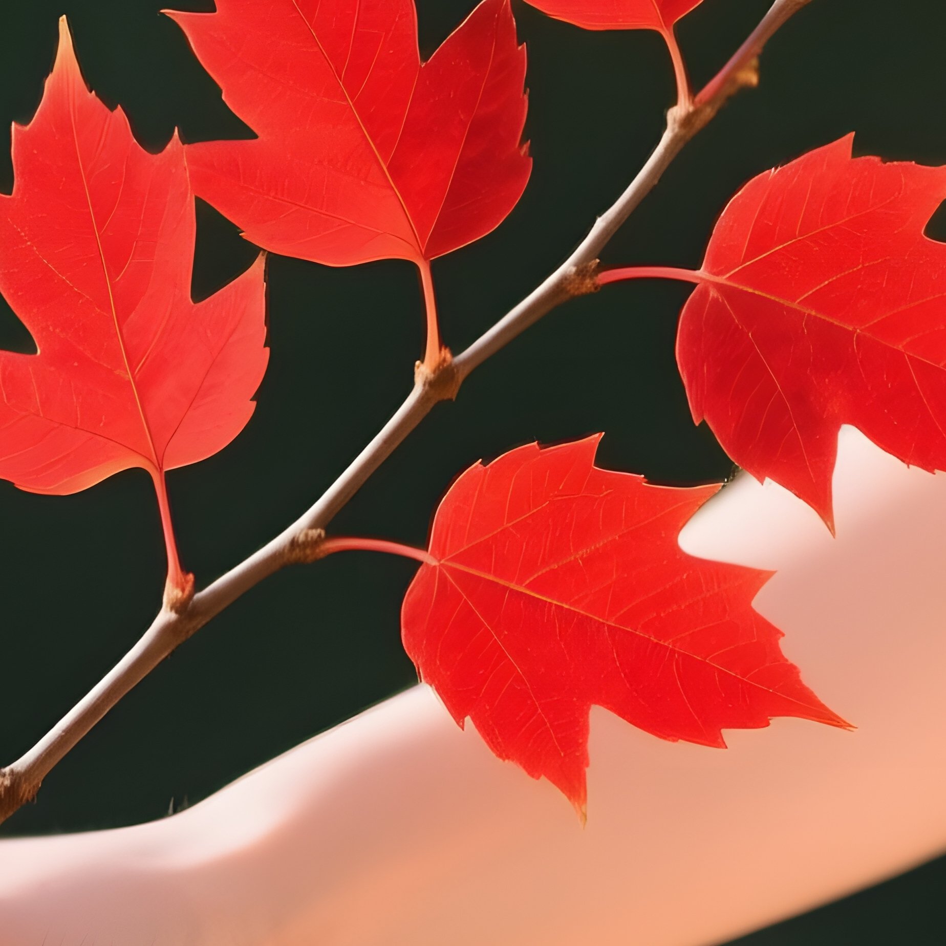 A Person Holding A Branch Of Red Leaves Autumn Nature - Full Resolution Quality Preview