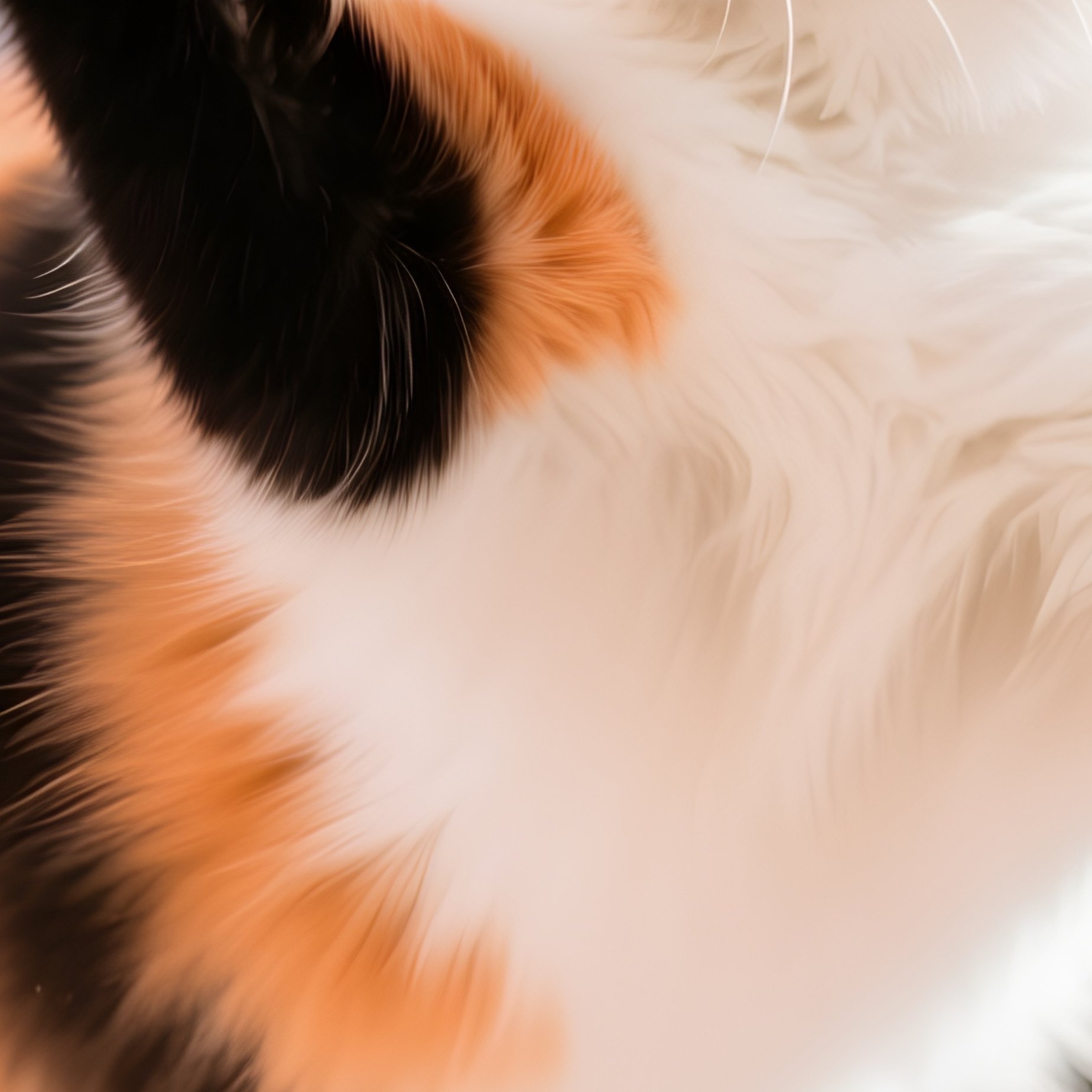 A Ragamuffin Cat Playing With Toy In Air - Full Resolution Quality Preview