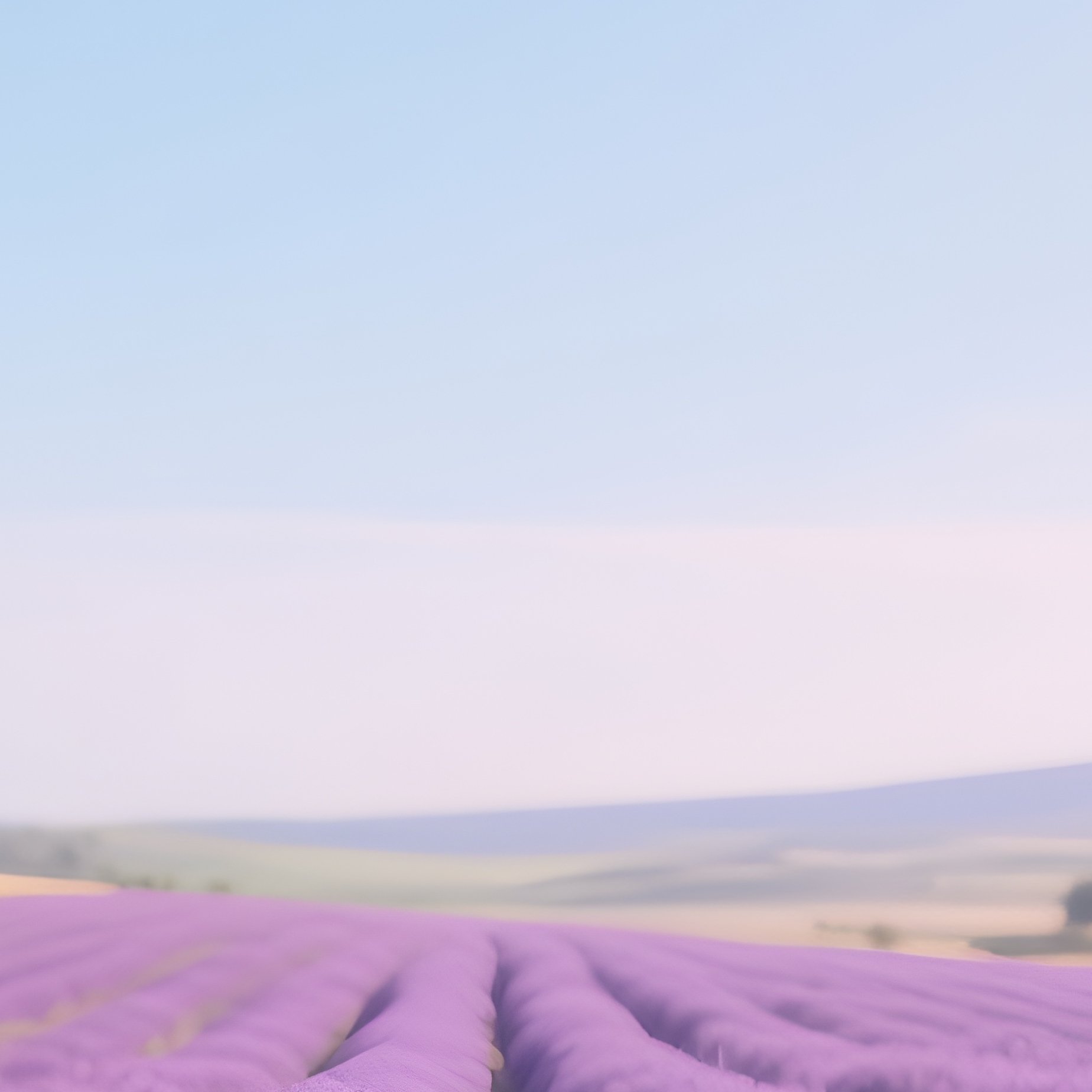 A Rainbow Arching Over A Lavender Field In Bloom - Full Resolution Quality Preview