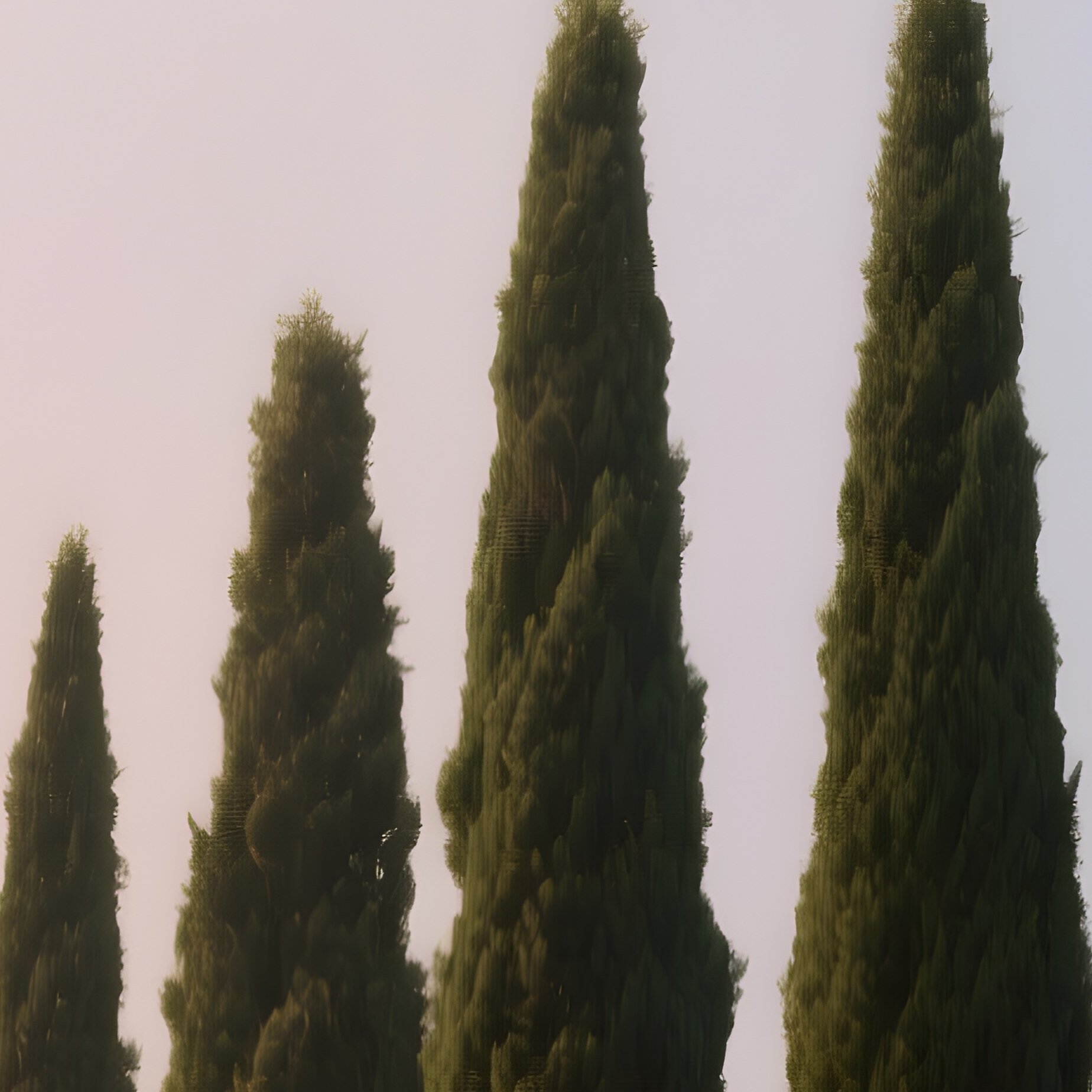 A Rainbow Glowing Behind A Row Of Tall Cypress Trees - Full Resolution Quality Preview