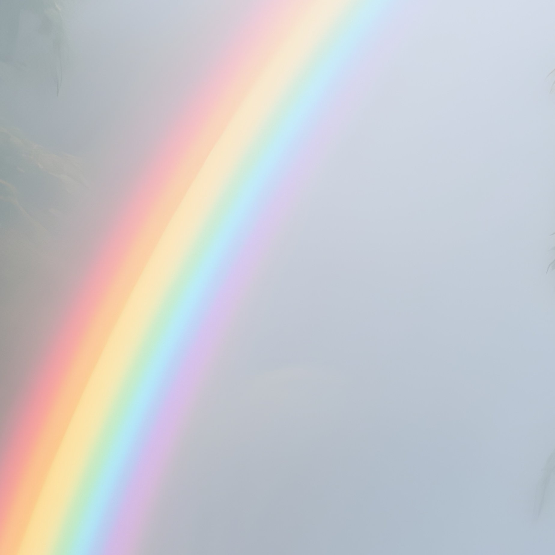 A Rainbow Illuminating A Misty Bamboo Forest - Full Resolution Quality Preview