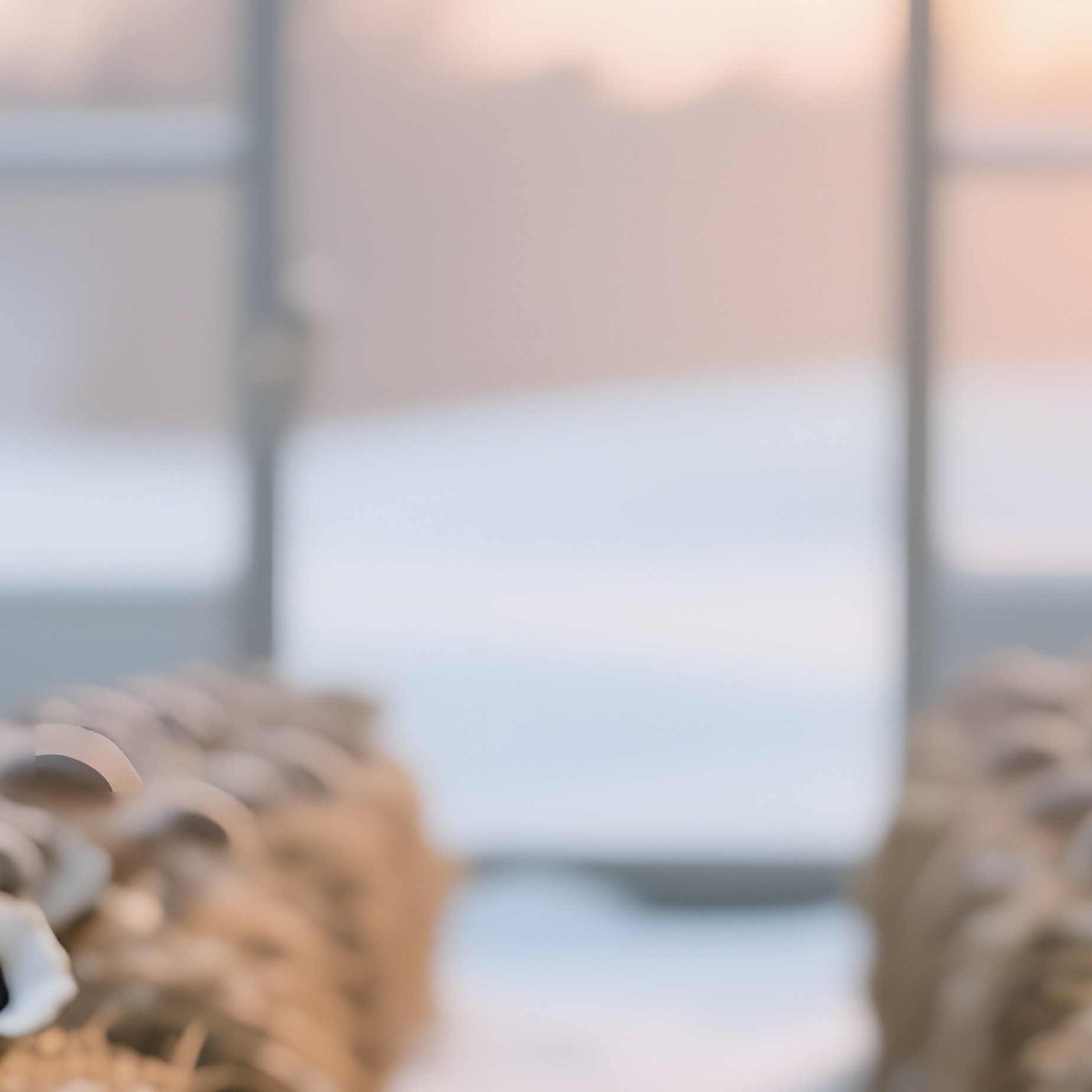 A Serene Winter Scene Inside A Glass Greenhouse, Rows Of Cultivated Oyster Mushrooms Growing On - Full Resolution Quality Preview
