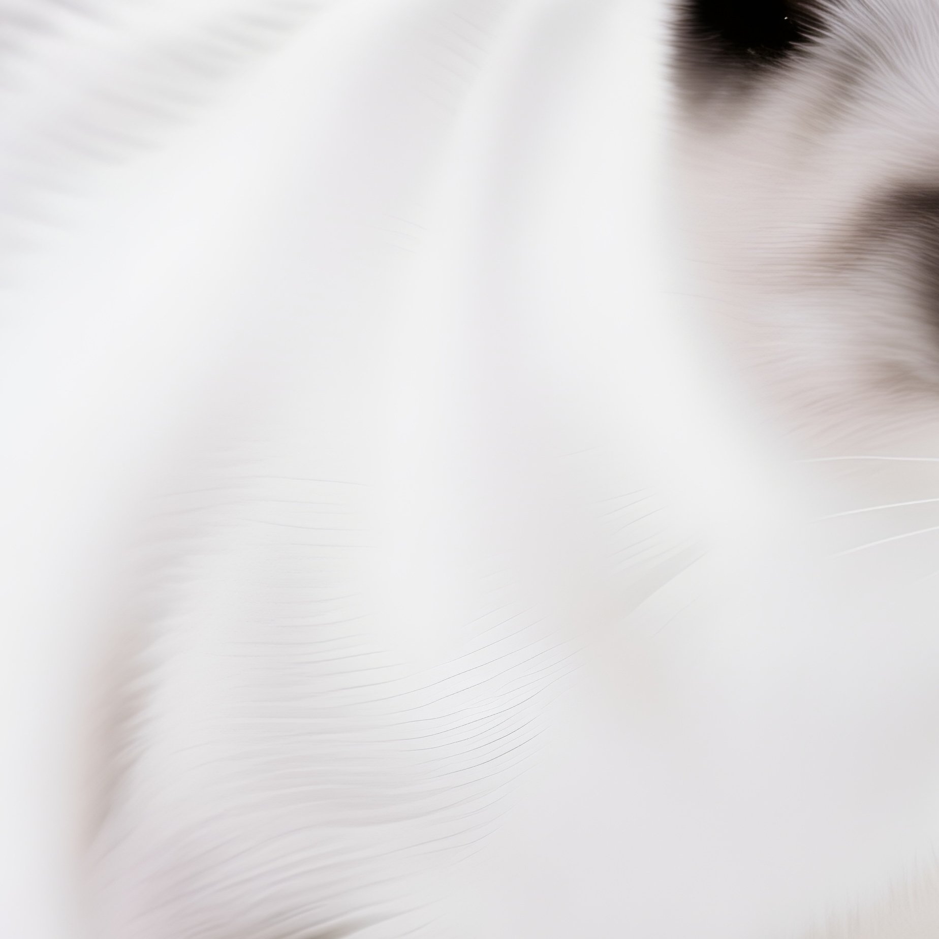 A Siamese Cat Flicking Tail With Intense Focus - Full Resolution Quality Preview
