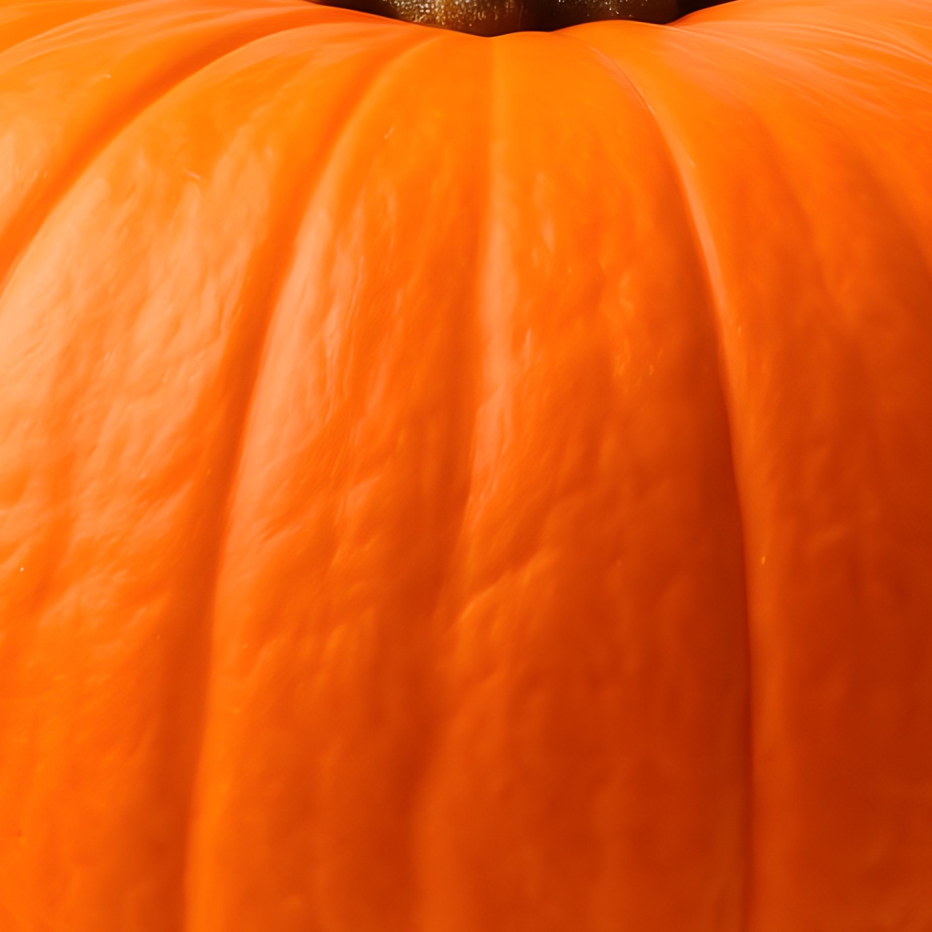 A Single Orange Pumpkin Pumpkin Orange - Full Resolution Quality Preview