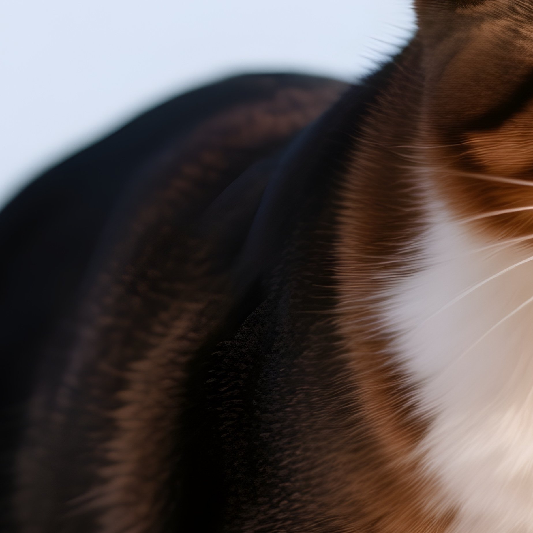 A Somali Cat With A Flicking Tail Image - Full Resolution Quality Preview