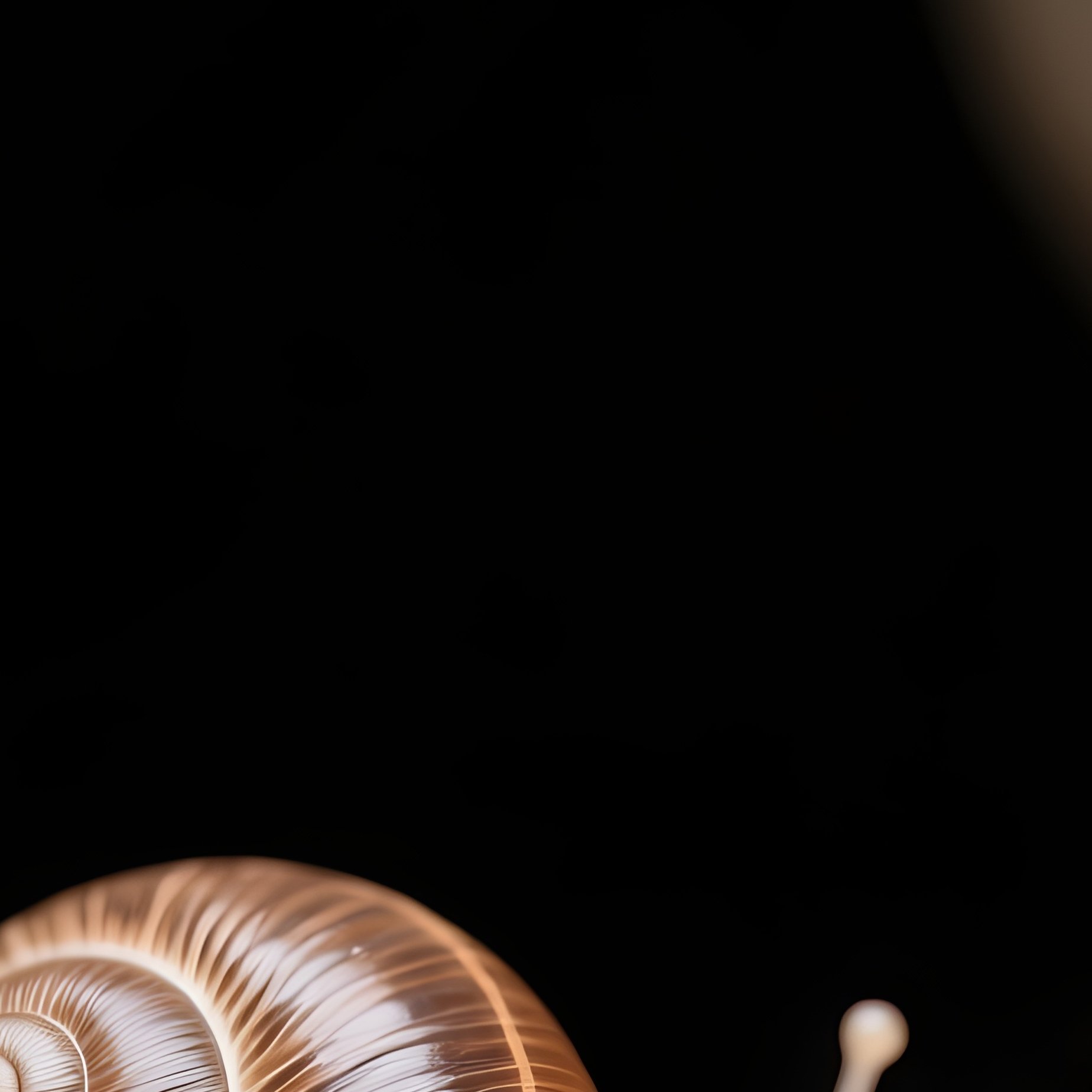 A Tiny Snail Crawling Across A Ceramic Cave Entrance Still Life - Full Resolution Quality Preview