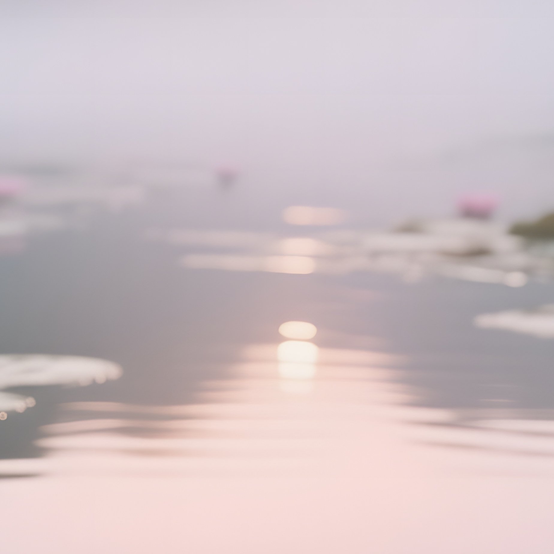A Tranquil Pond Surrounded By Water Lilies At Dawn, Mist Rising Off The Surface, Delicate Pink - Full Resolution Quality Preview