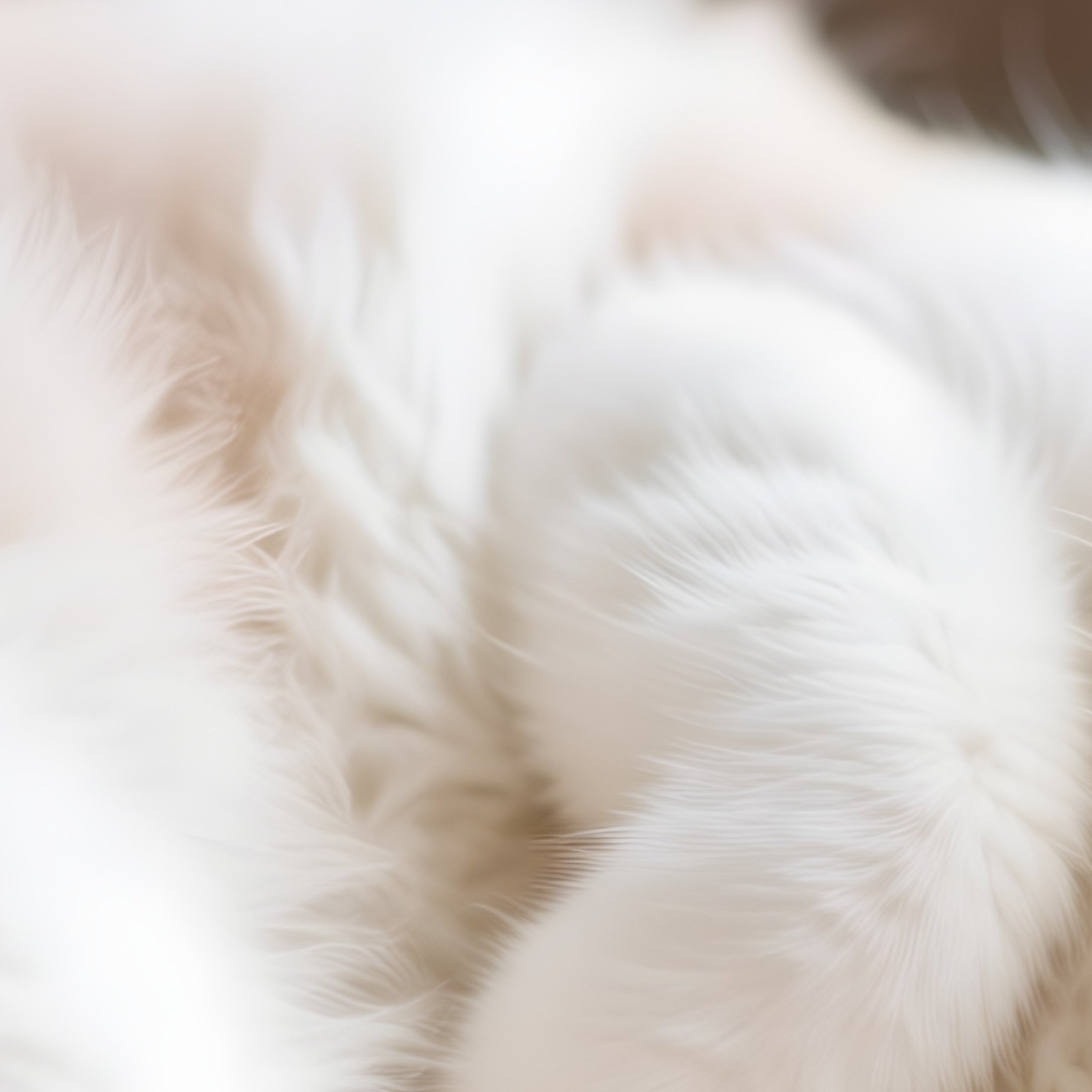 A Turkish Van Cat Sleeping On Back Exposed Belly - Full Resolution Quality Preview