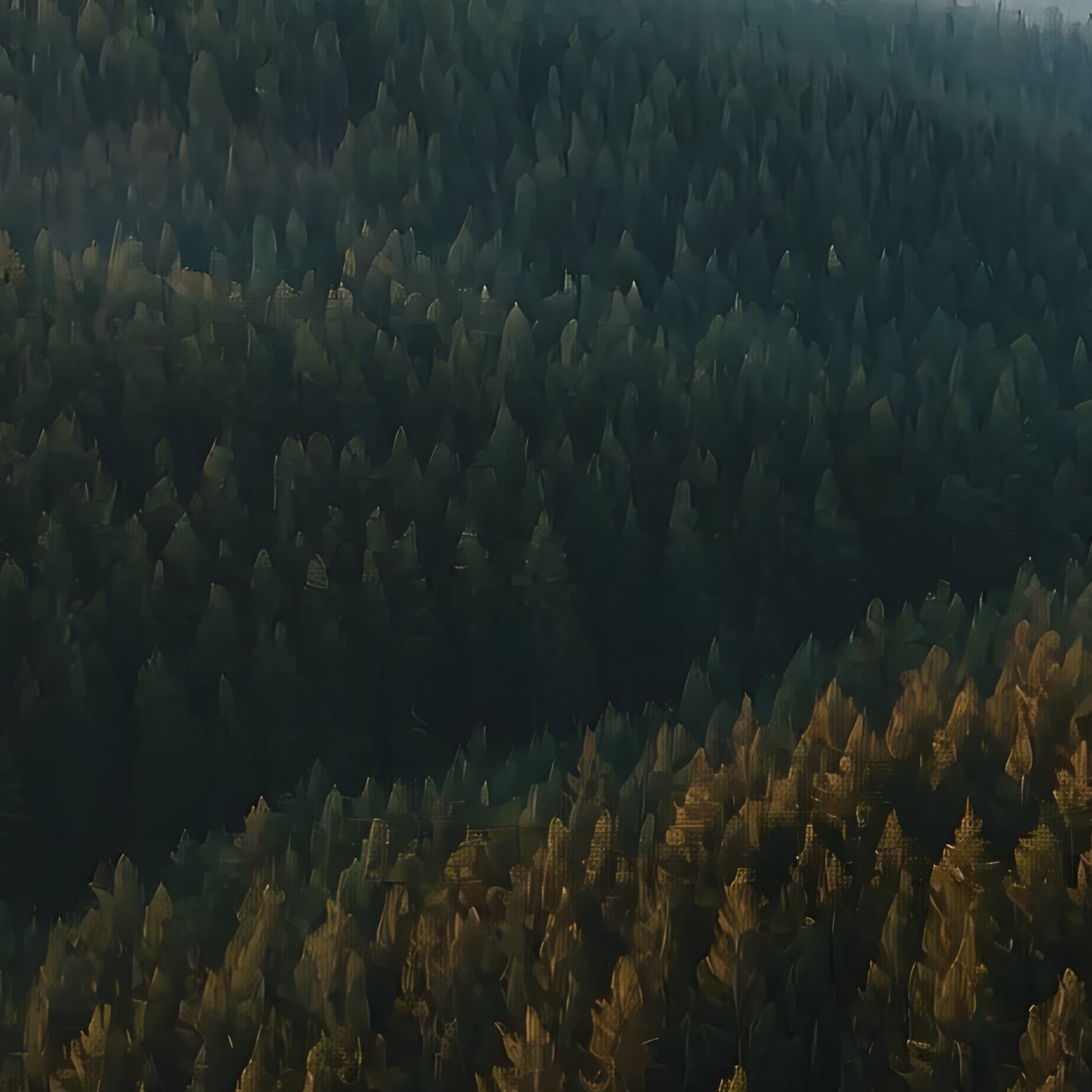 Aerial View Of A Dense Forest Forest Aerial - Full Resolution Quality Preview