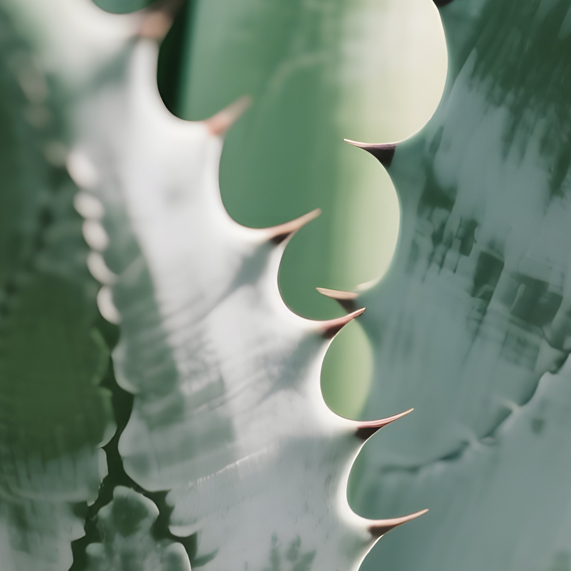 Agave Plant Agave Plant - Full Resolution Quality Preview