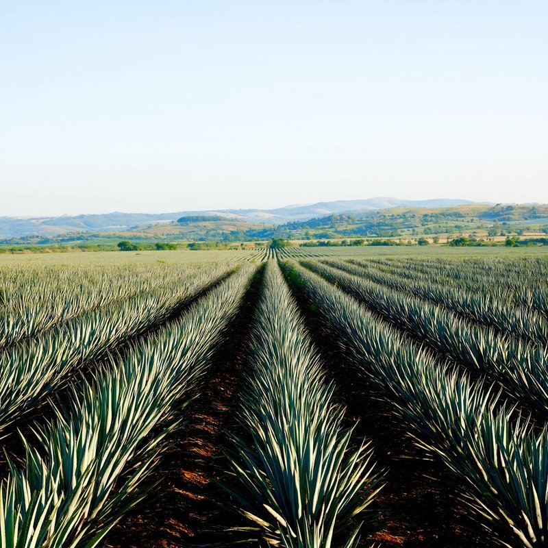Agricultural Field Of Agave Plants Agriculture Agave