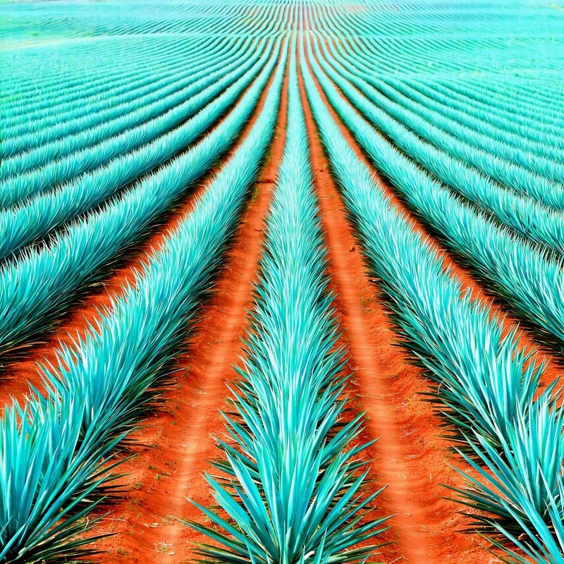 Agricultural Field Of Blue Agave Plants Agriculture Blue Agave