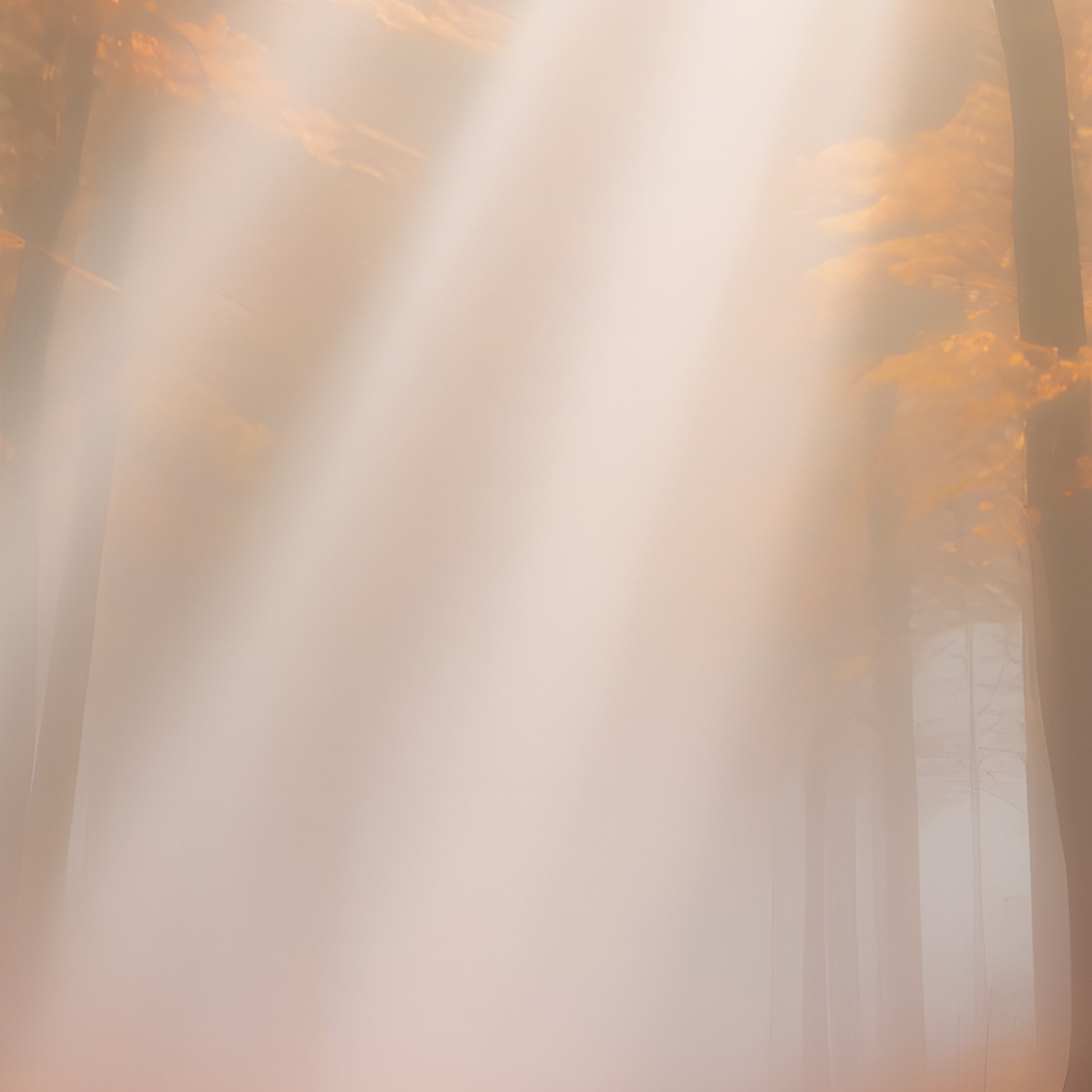 Autumn Black Forest Mushroom Carpet Sunbeams Fog - Full Resolution Quality Preview