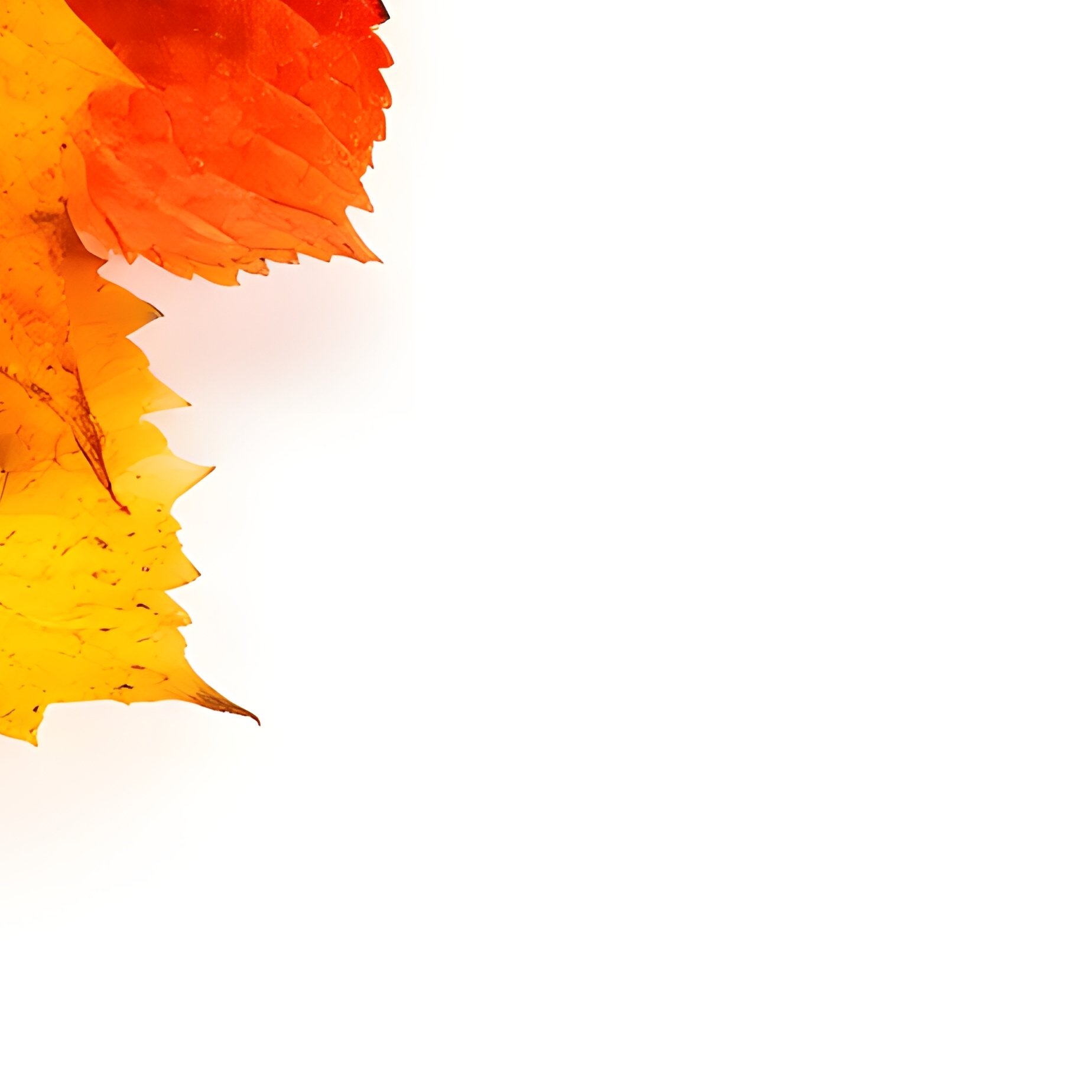 Autumn Leaves Autumn Leaves - Full Resolution Quality Preview