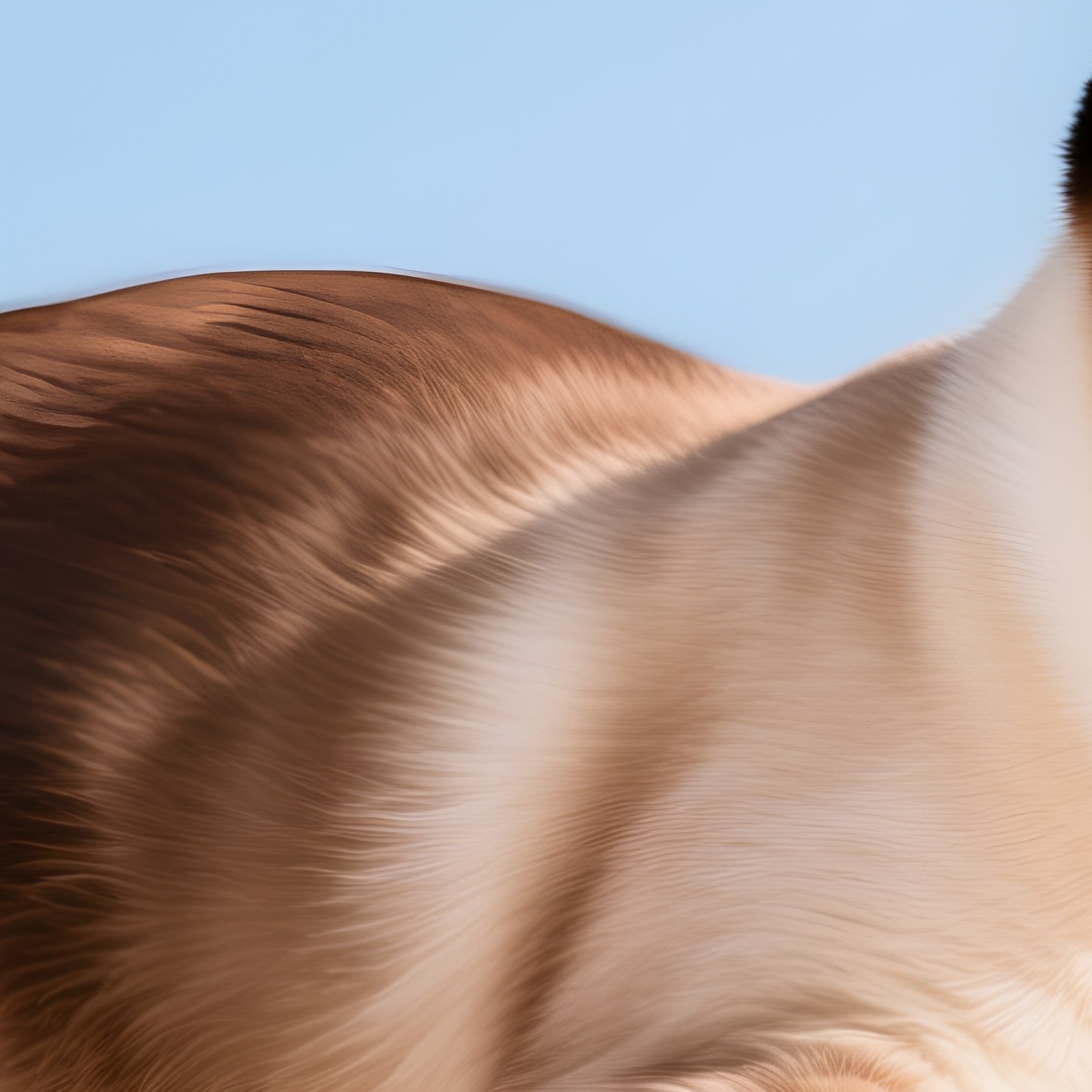 Cat Balinese Playing With Their Own Tail Playing Game - Full Resolution Quality Preview