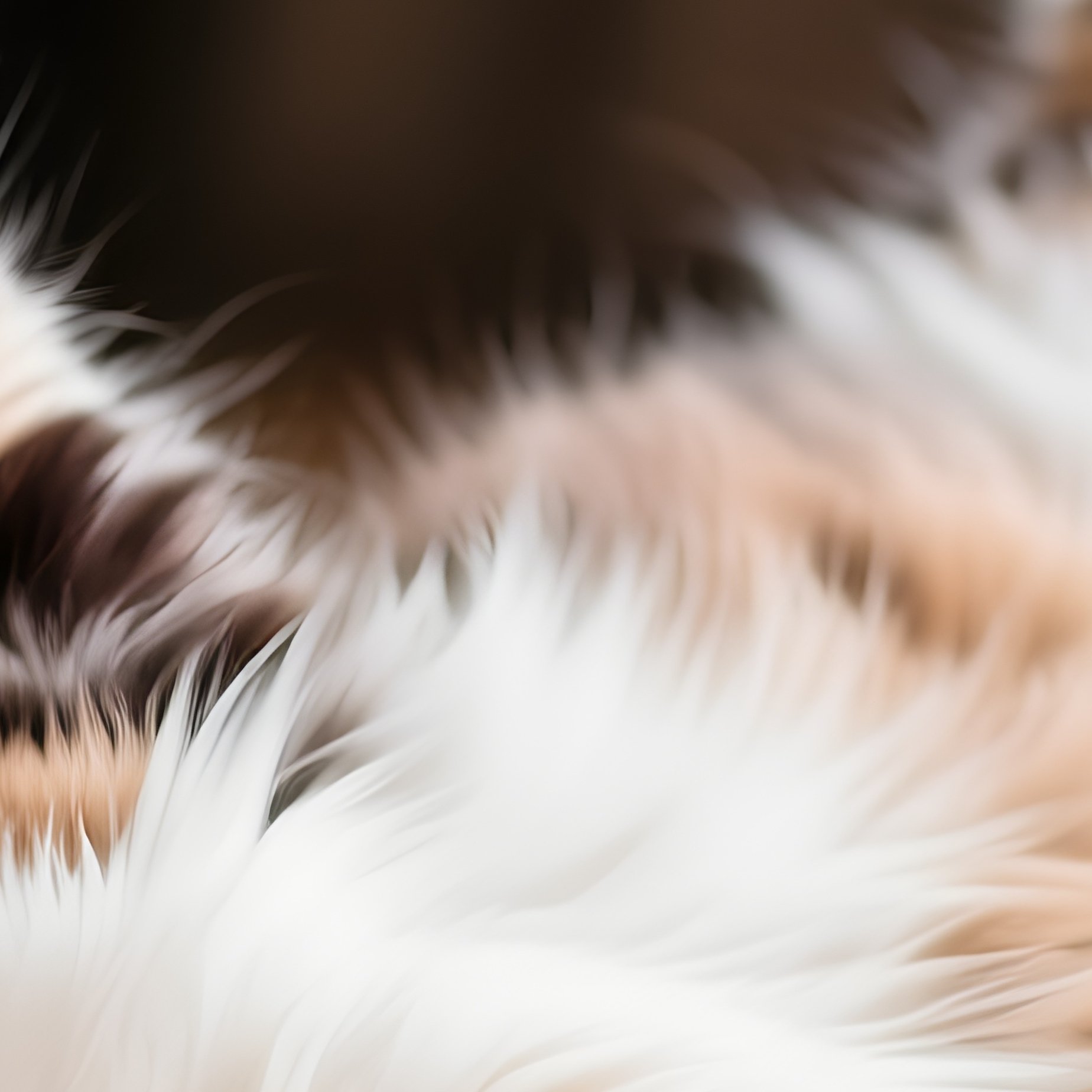 Cat Maine Coon Laying Belly Down Superman Pose - Full Resolution Quality Preview