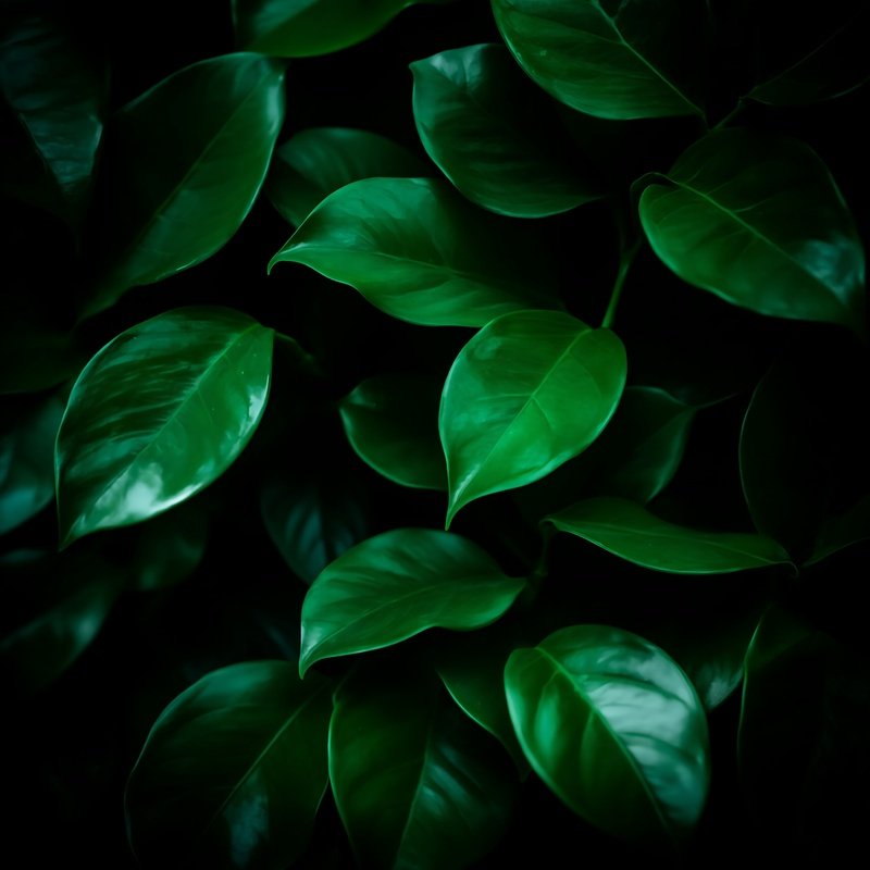 Cluster Of Green Leaves Nature Leaves