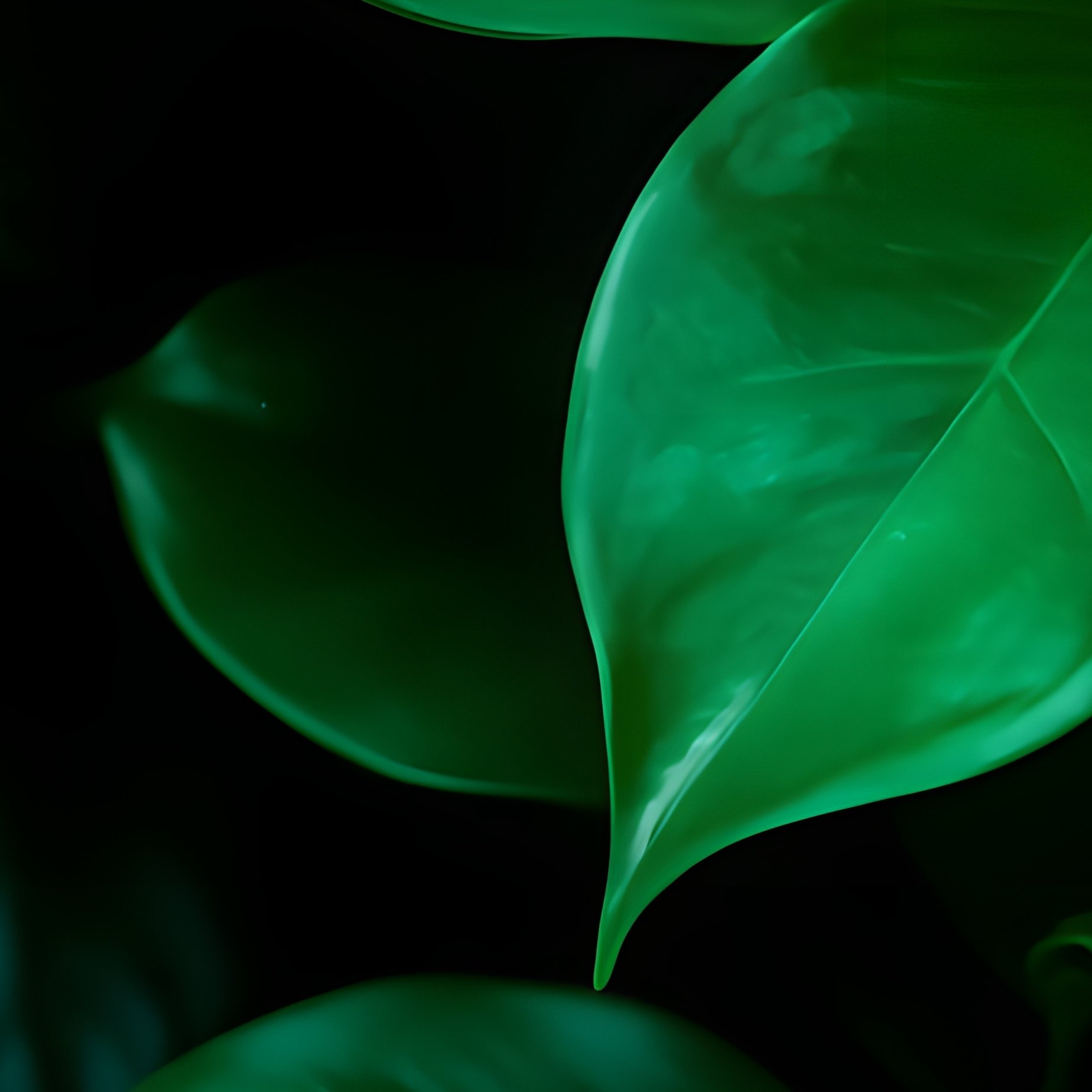 Cluster Of Green Leaves Nature Leaves - Full Resolution Quality Preview