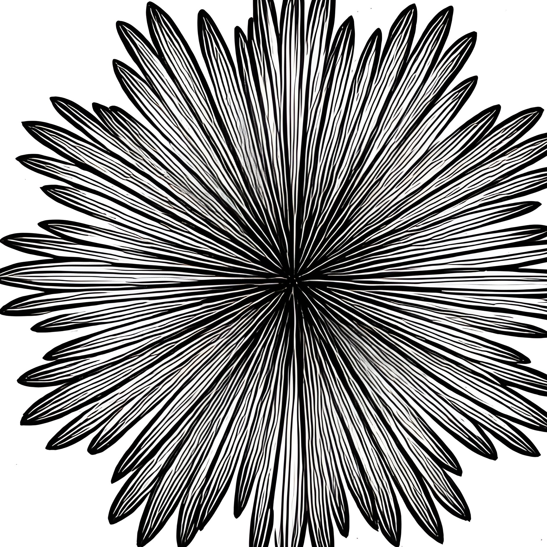 Collection Of Plant Top Views Botany Top View - Full Resolution Quality Preview