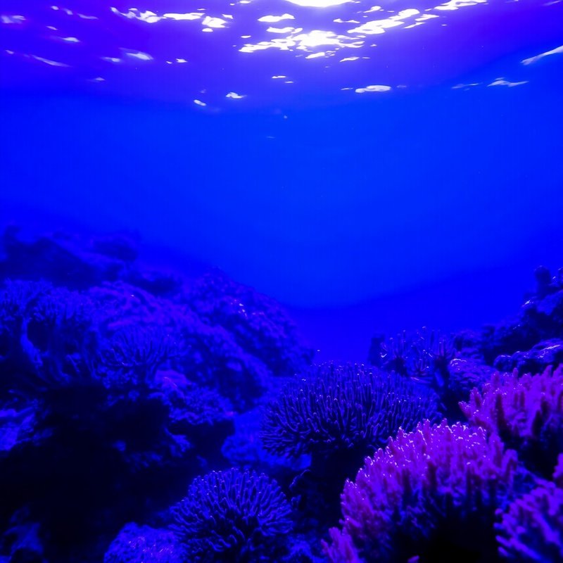 Coral Reef Underwater Violet Twilight