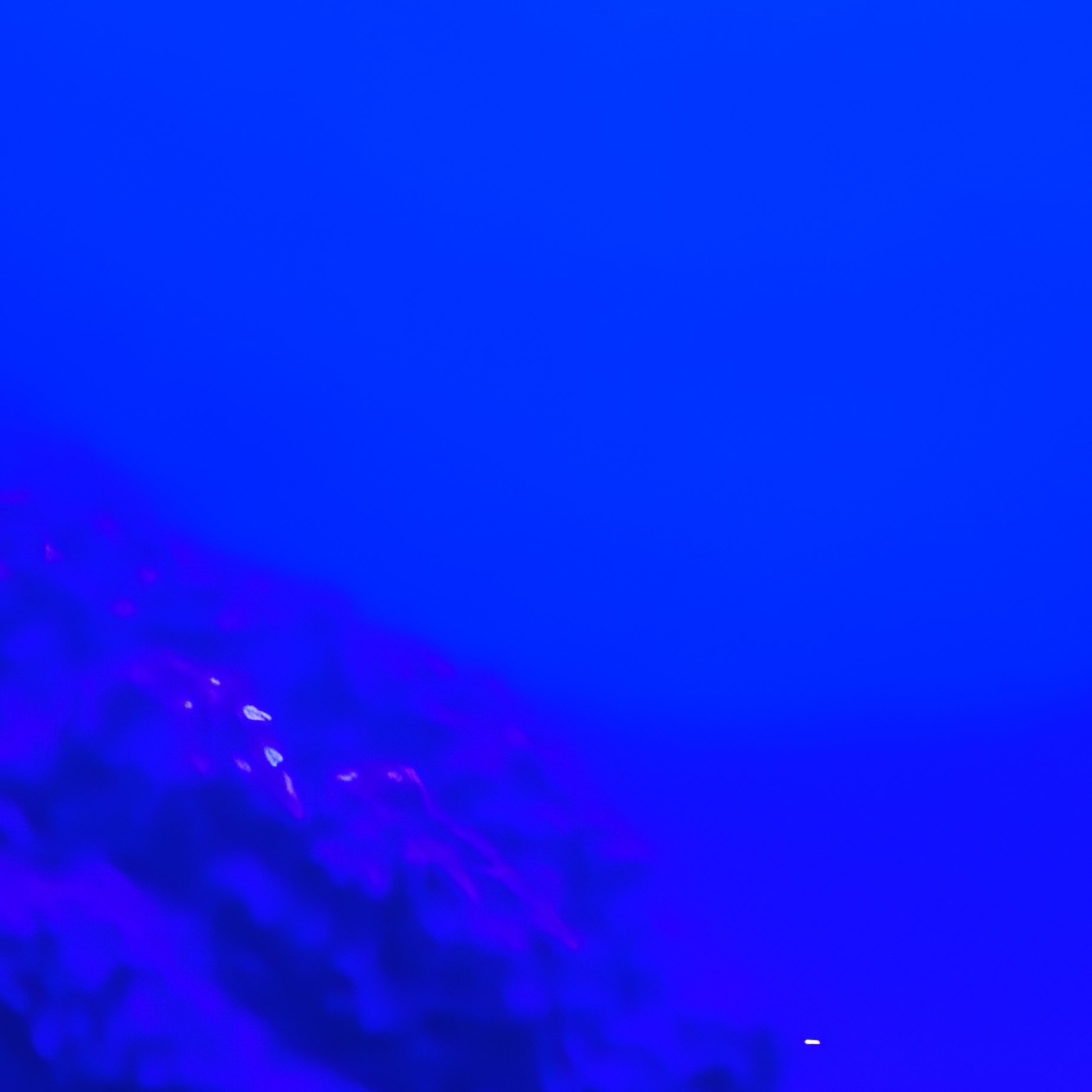 Coral Reef Underwater Violet Twilight - Full Resolution Quality Preview