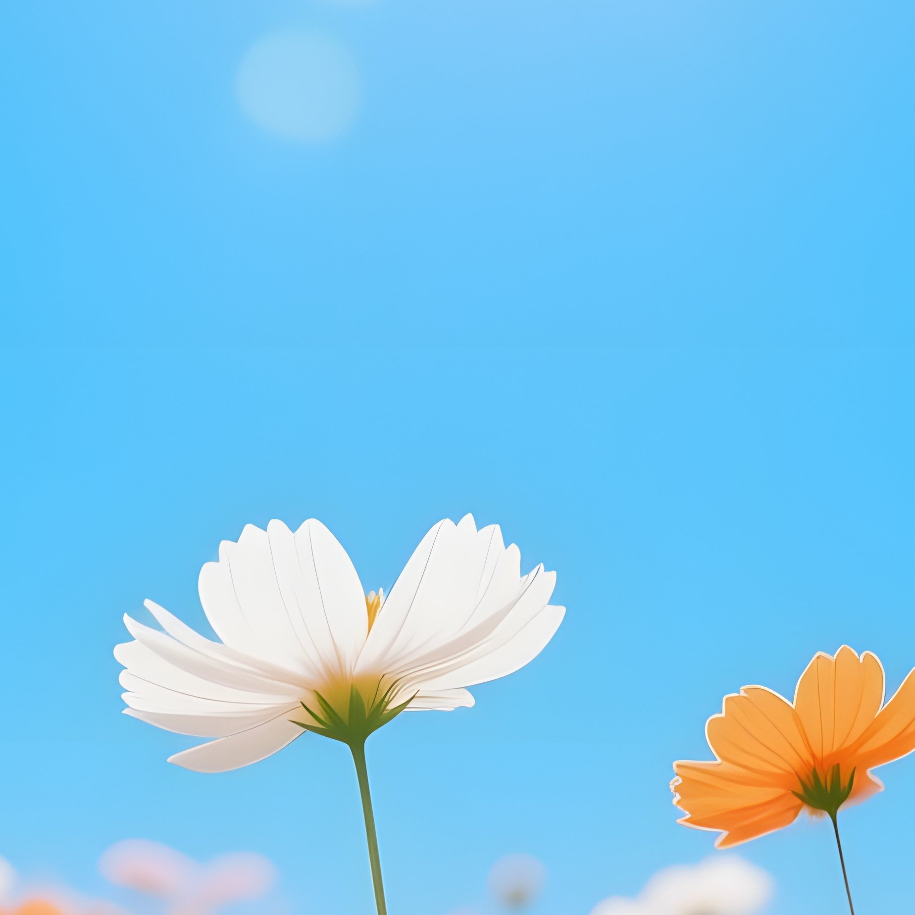 Cosmos Flowers Under Sunlight Cosmos Flowers - Full Resolution Quality Preview