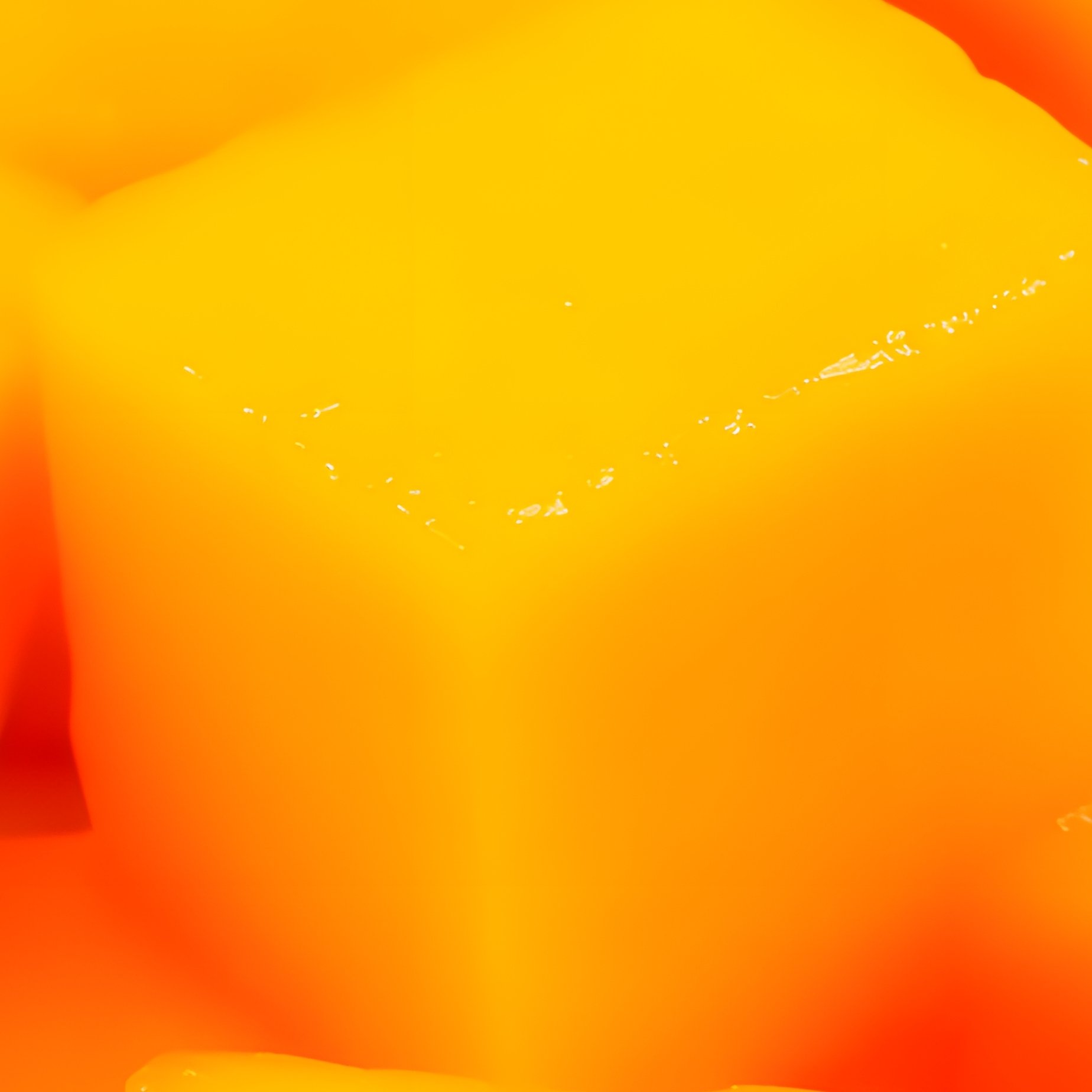 Cubed Pieces Of Mango Mango Fruit - Full Resolution Quality Preview