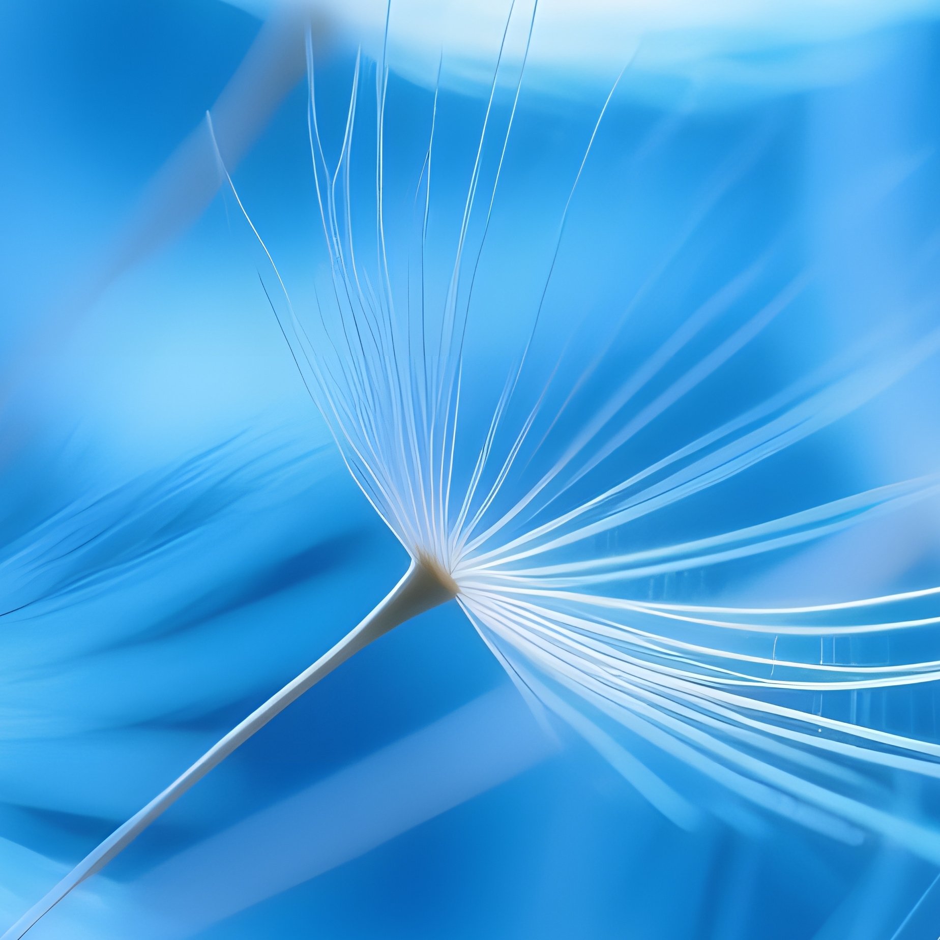 Dandelion Seeds Dandelion Seeds - Full Resolution Quality Preview