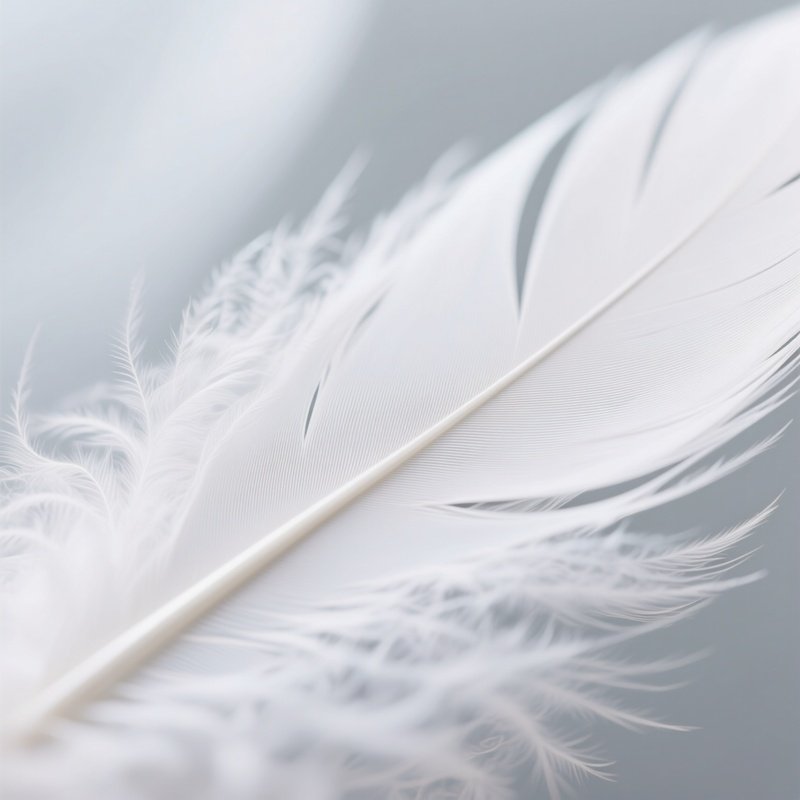 Feathers Feathers White