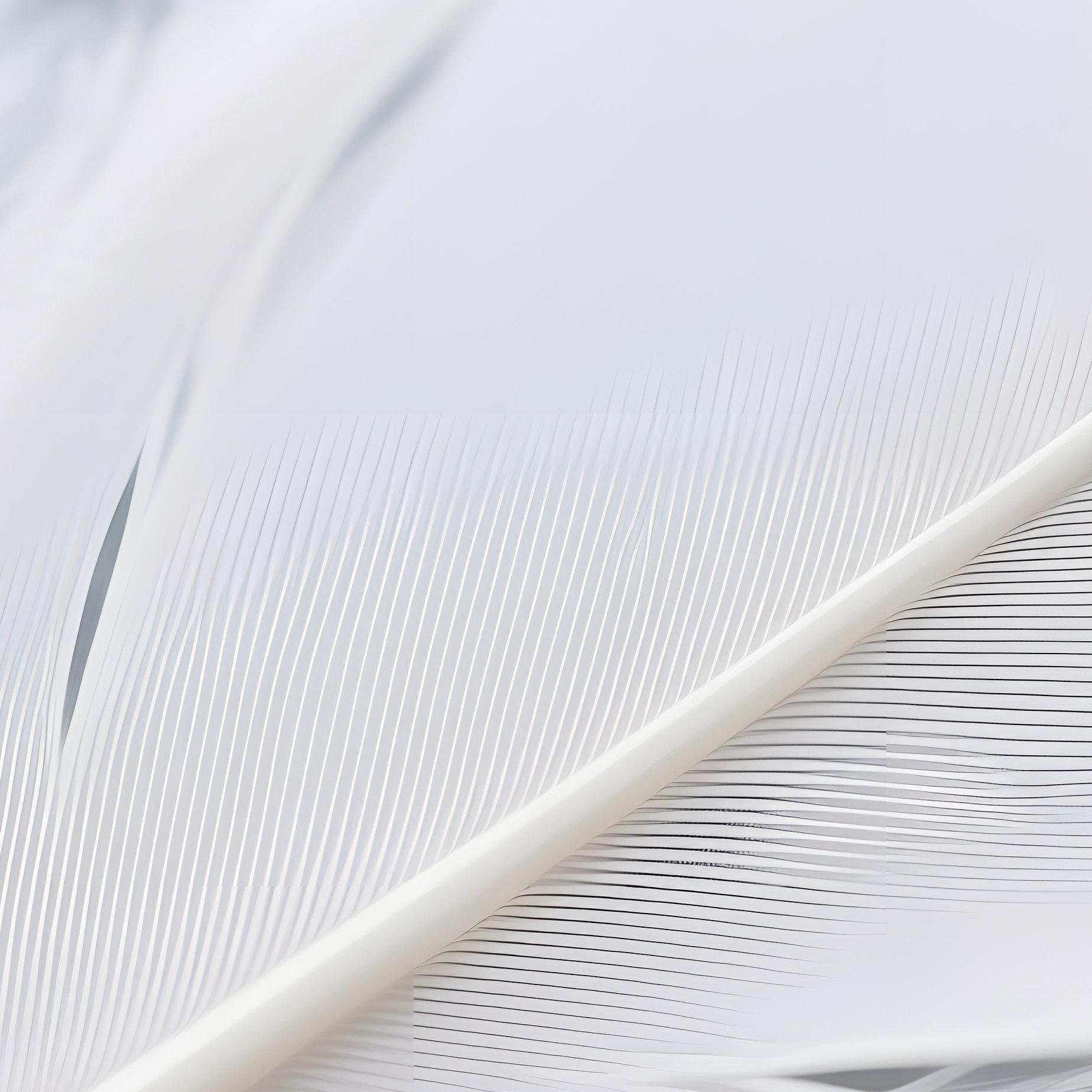 Feathers Feathers White - Full Resolution Quality Preview