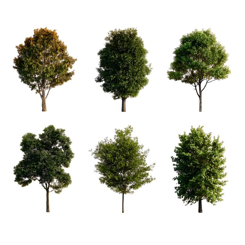 Five Different Types Of Trees Trees Digital Art