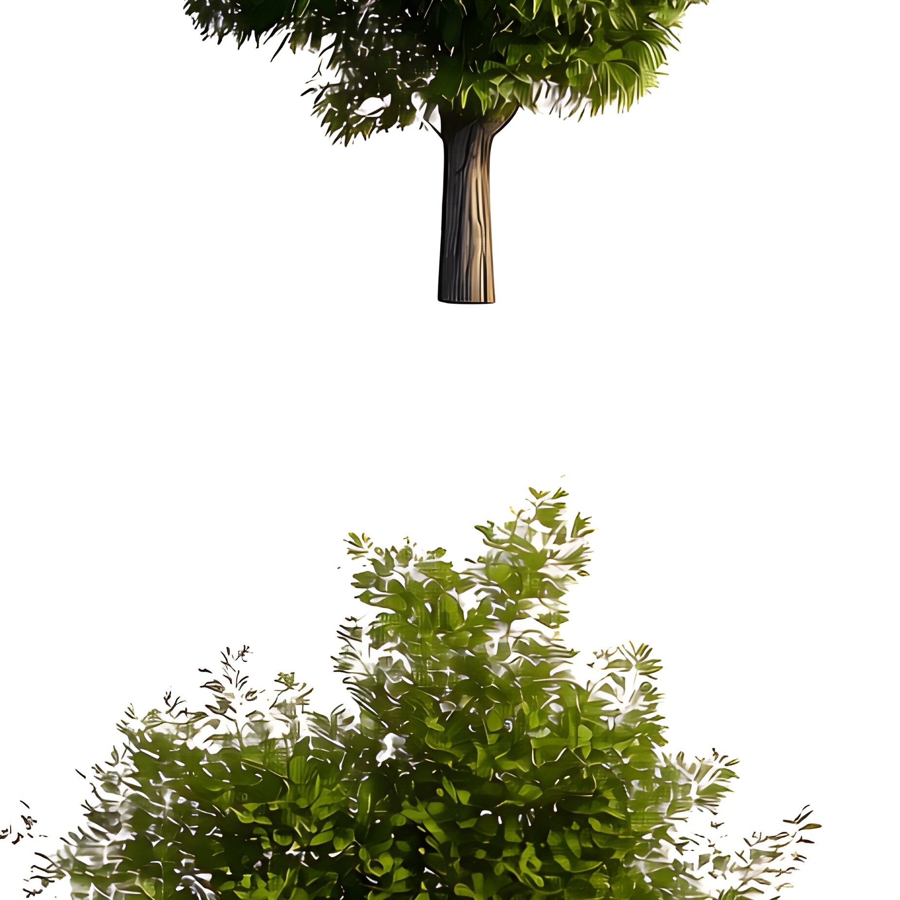 Five Different Types Of Trees Trees Digital Art - Full Resolution Quality Preview