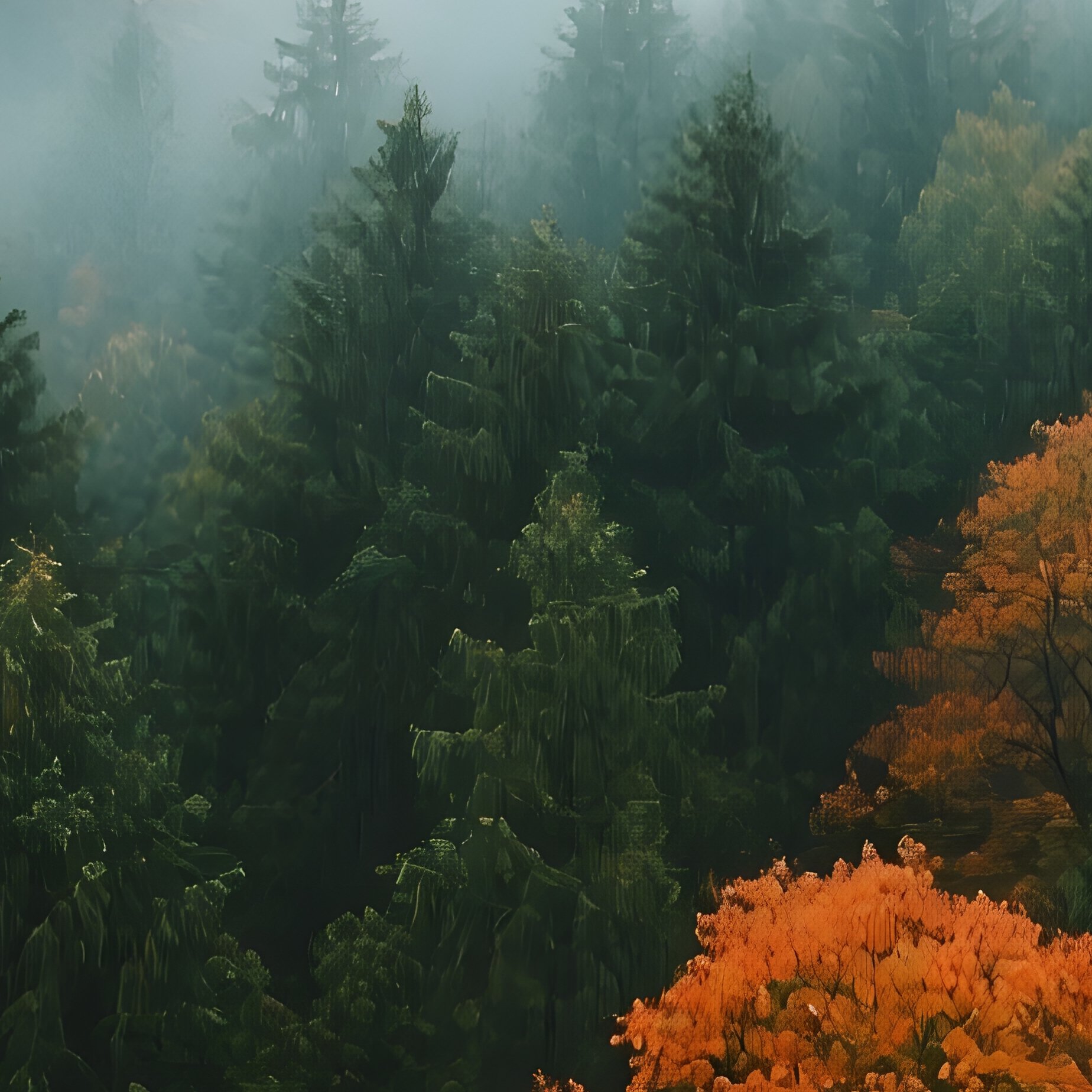 Forest Landscape With Mist Forest Mist - Full Resolution Quality Preview