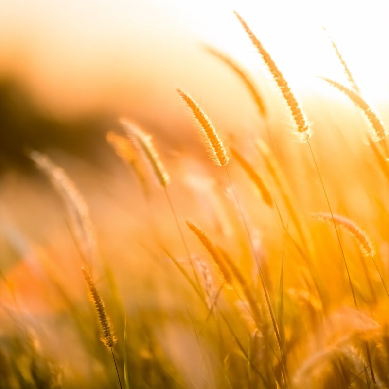 Grass At Sunset Sunset Grass
