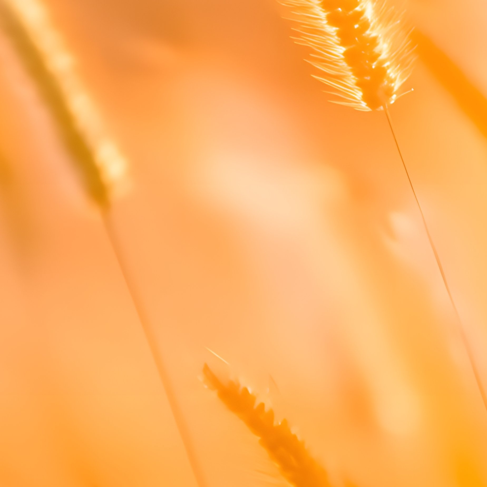 Grass At Sunset Sunset Grass - Full Resolution Quality Preview