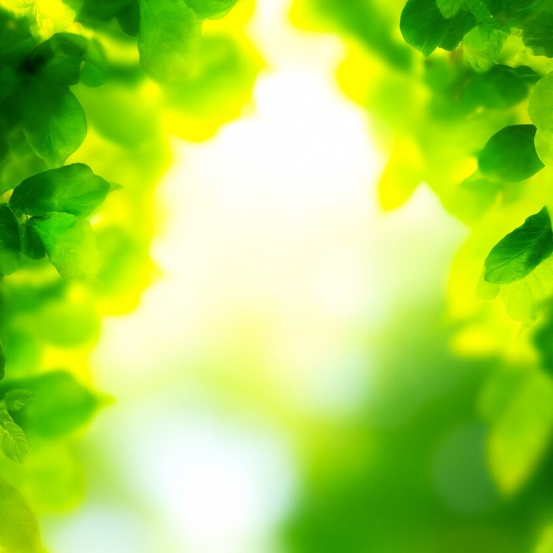 Green Leaves Framing A Natural Background Nature Greenery