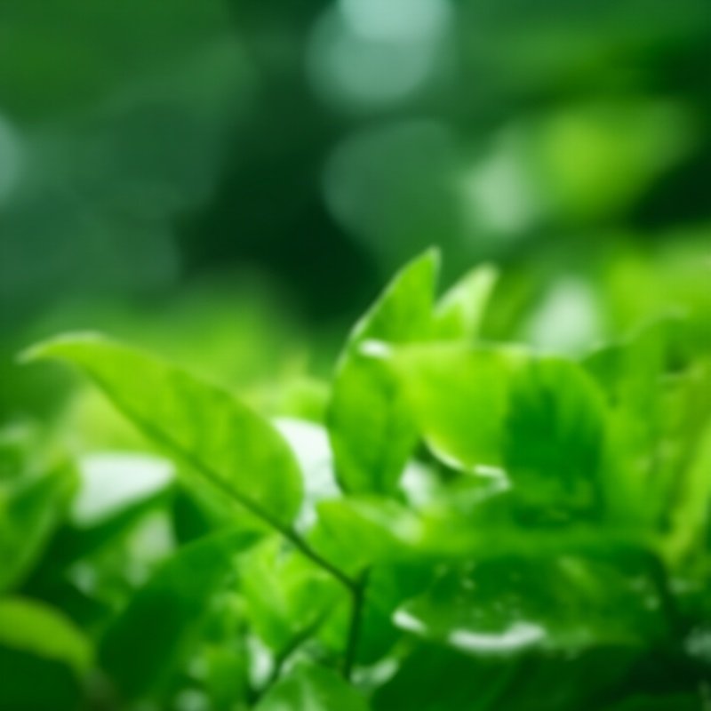 Green Leaves In A Natural Setting Nature Greenery