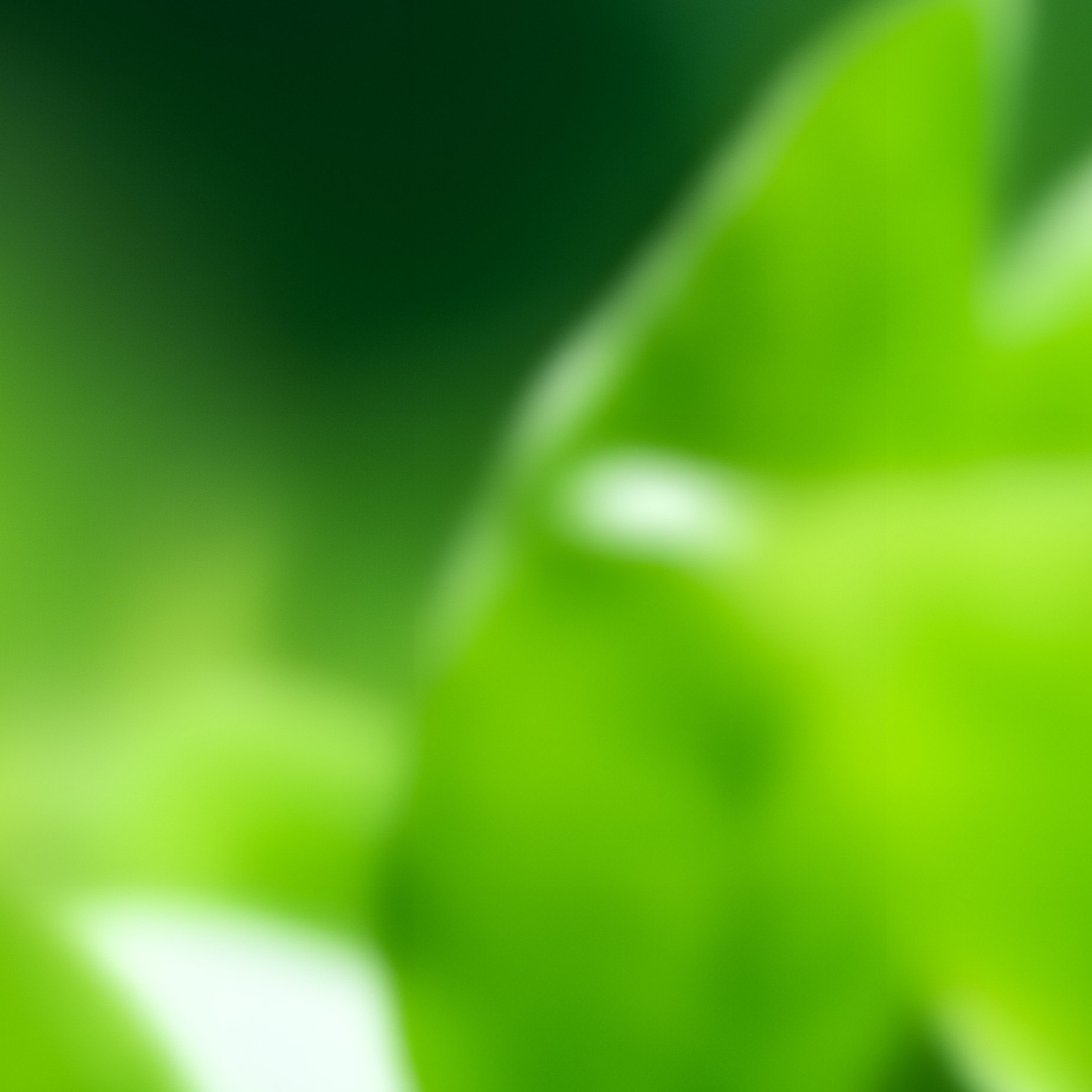 Green Leaves In A Natural Setting Nature Greenery - Full Resolution Quality Preview