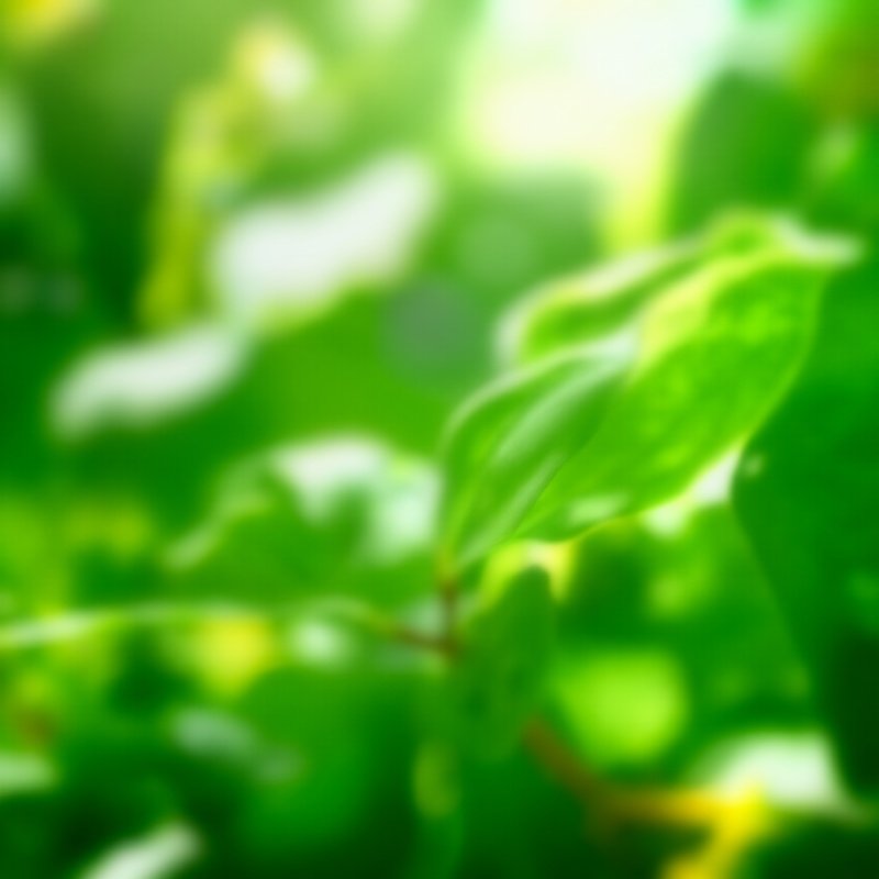 Green Leaves In A Natural Setting Nature Leaves