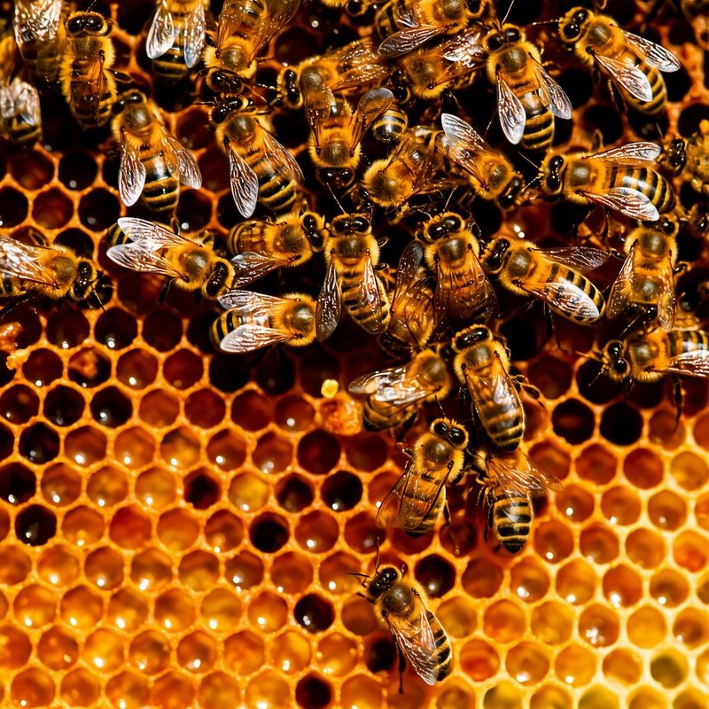 Honeybees On A Honeycomb Honeybees Honeycomb